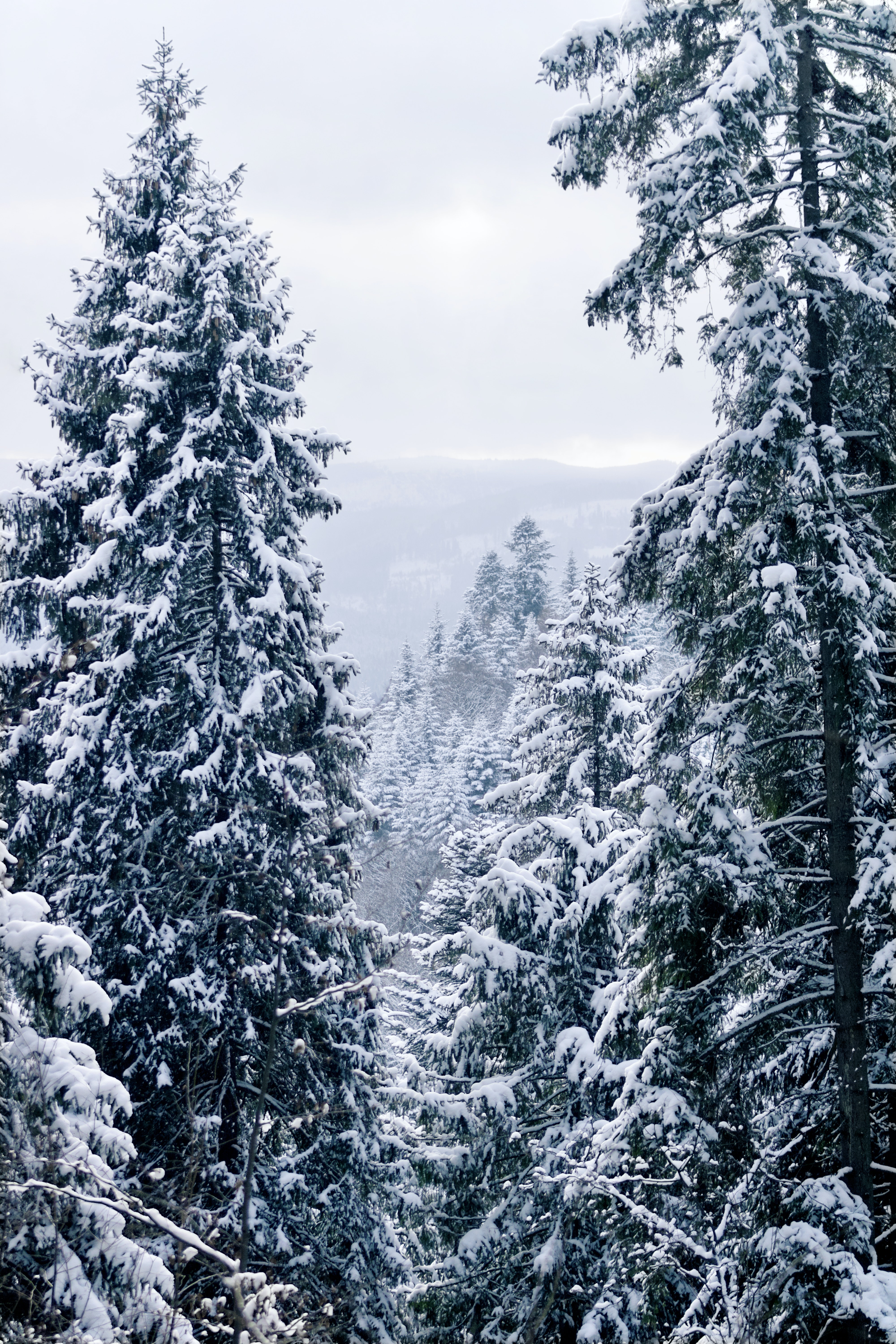 Forest House Covered In Snow 4K Wallpapers