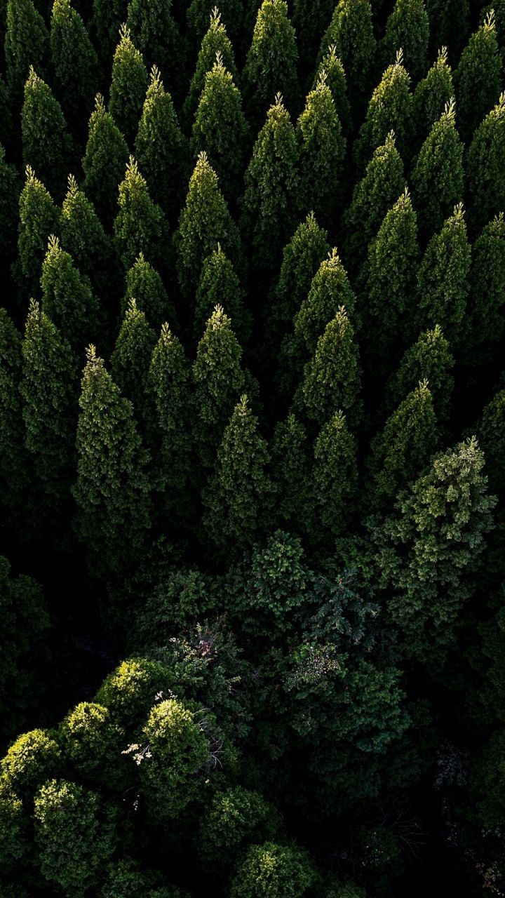 Forest Landscape Hd Aerial View Wallpapers