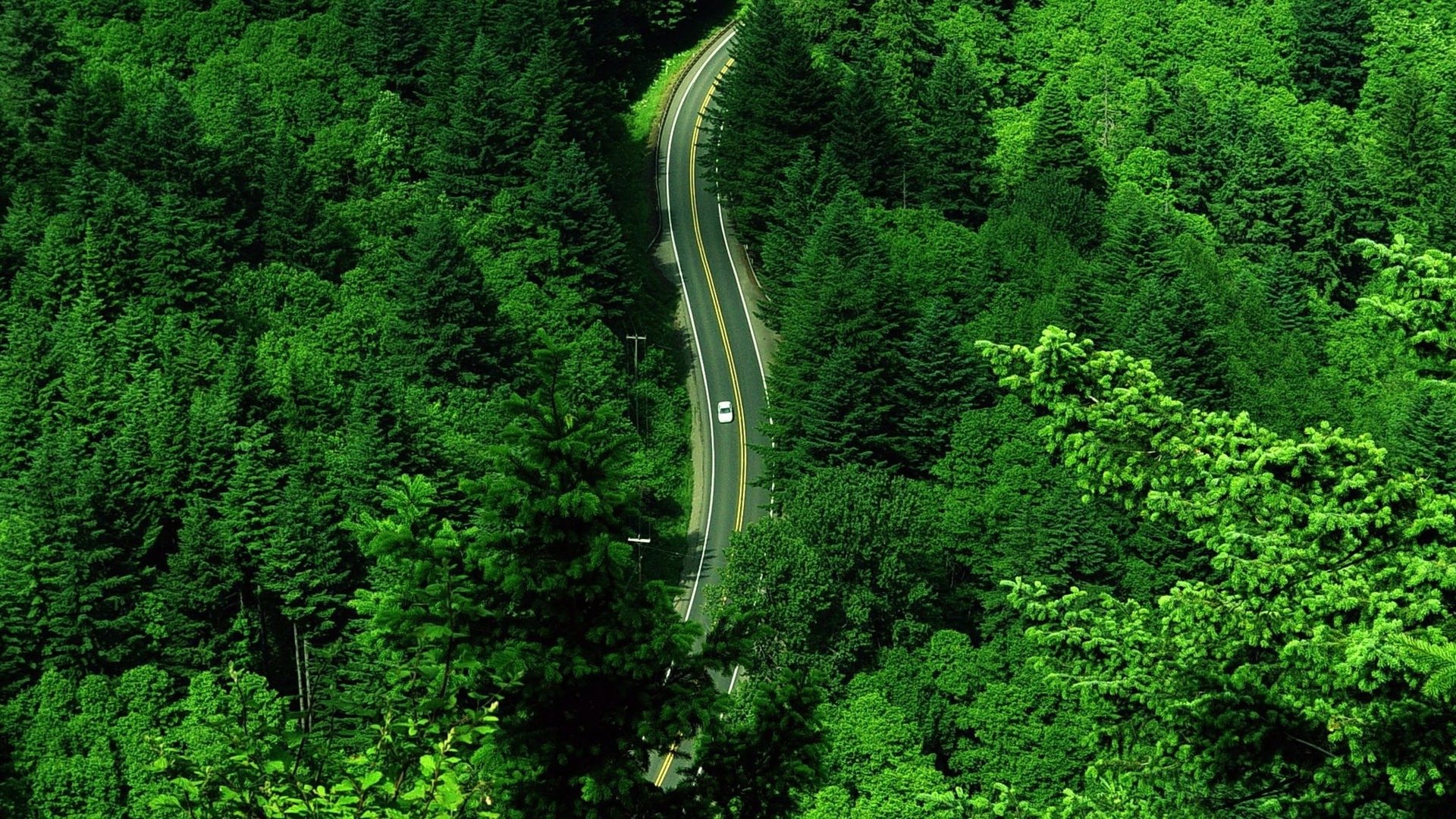 Forest Landscape Hd Aerial View Wallpapers