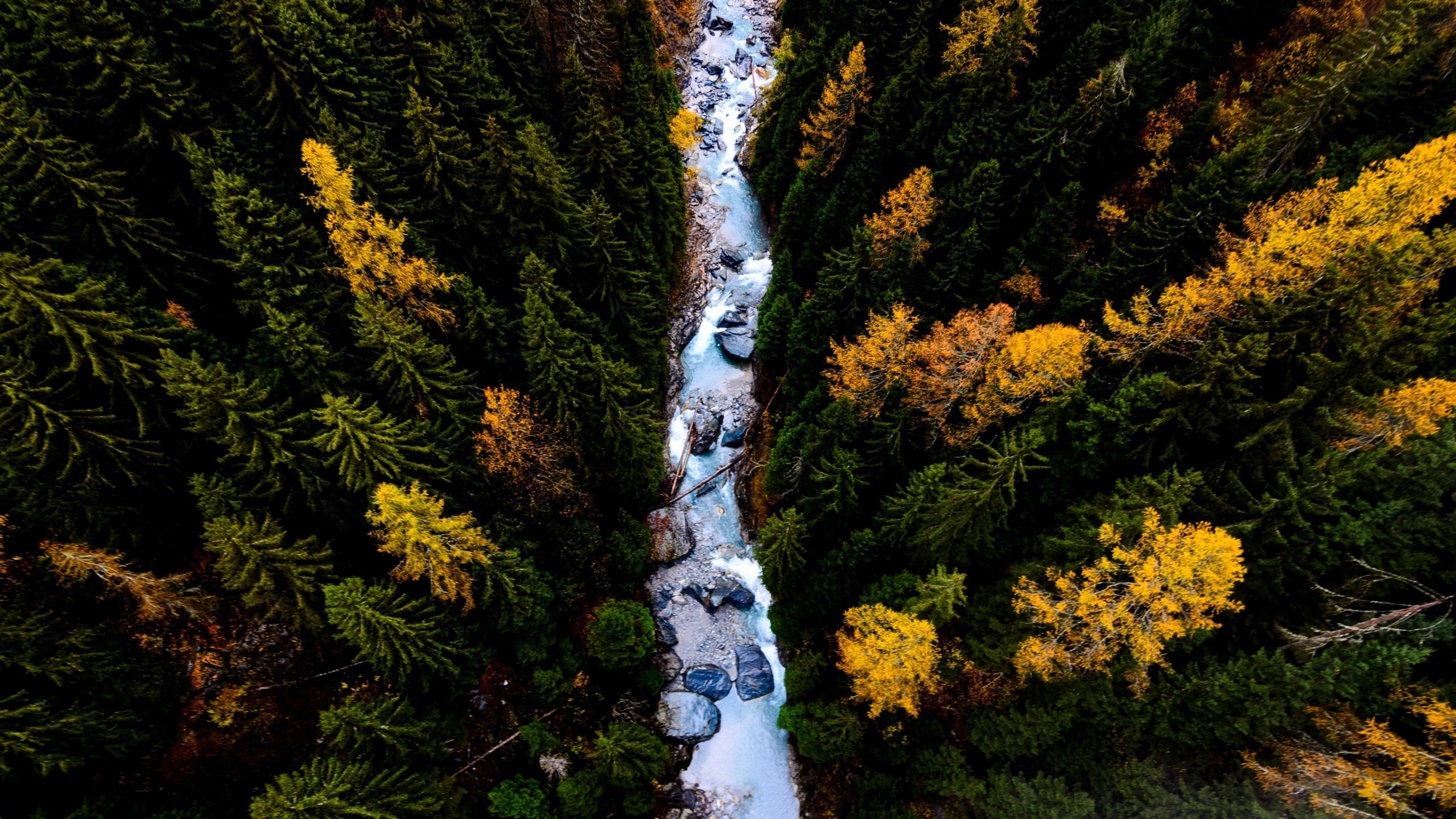 Forest Landscape Hd Aerial View Wallpapers