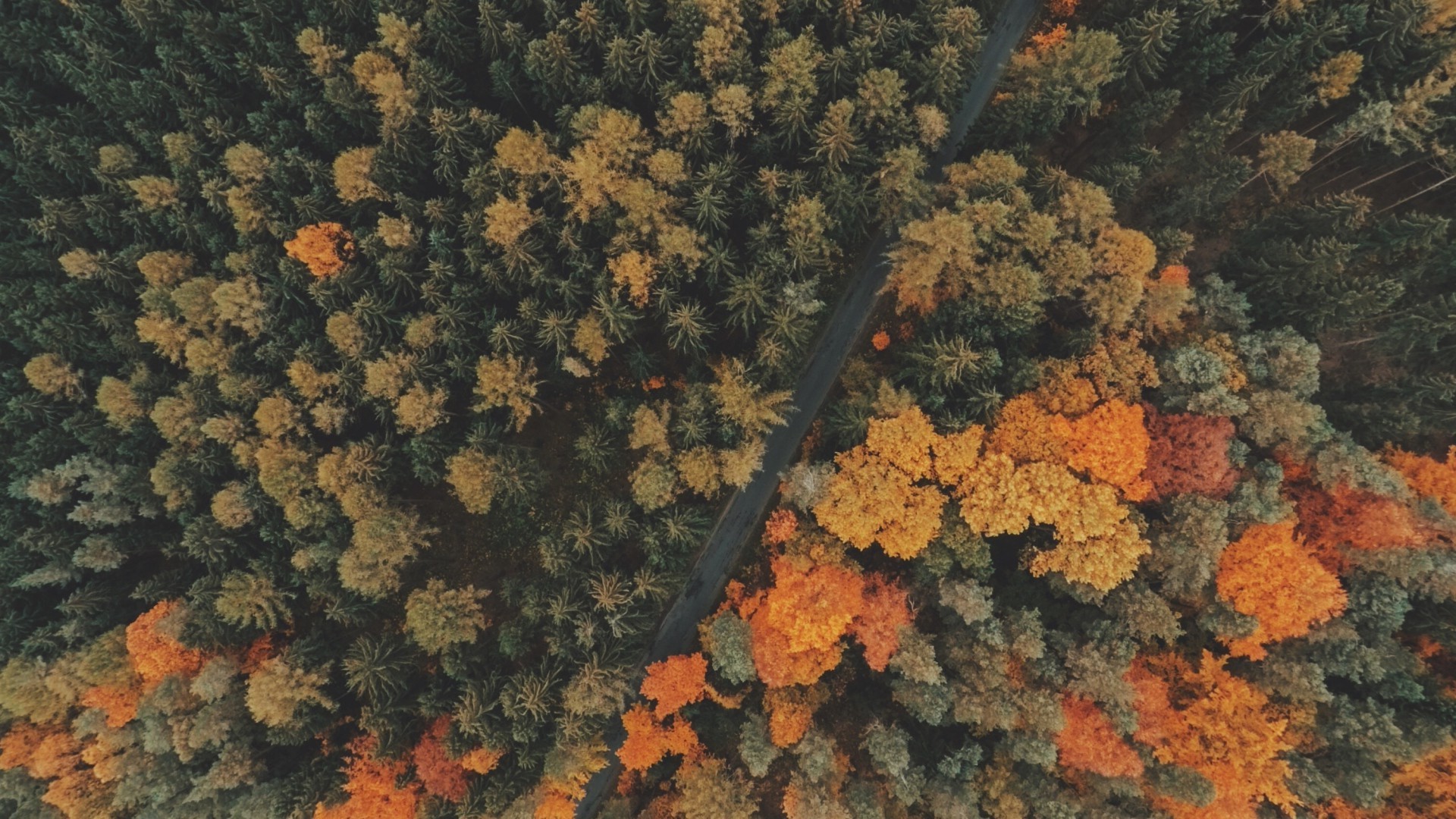 Forest Landscape Hd Aerial View Wallpapers