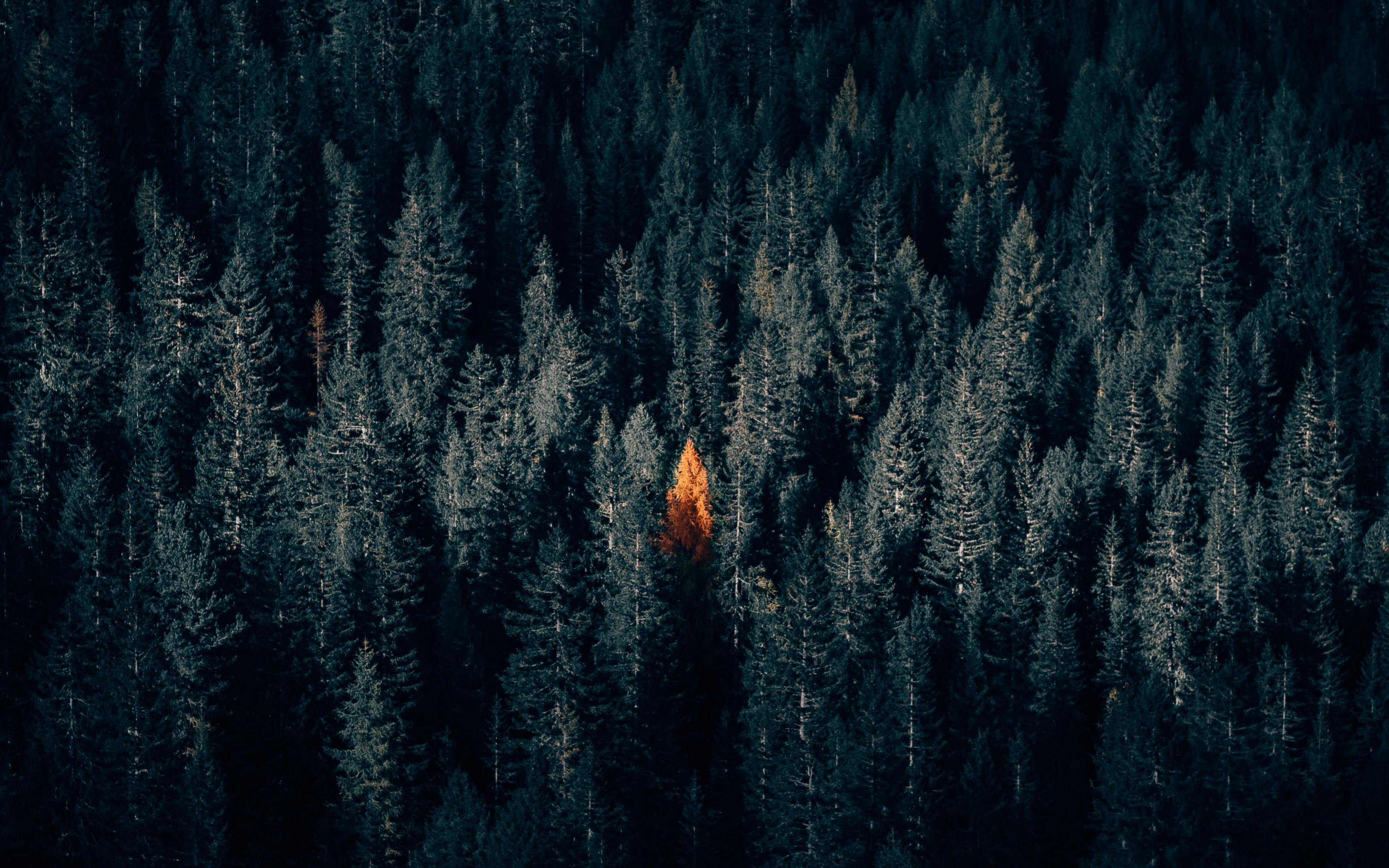 Forest Landscape Hd Aerial View Wallpapers