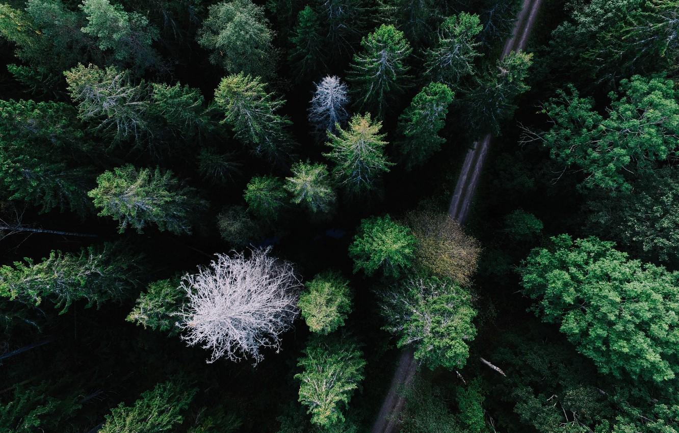 Forest Landscape Hd Aerial View Wallpapers