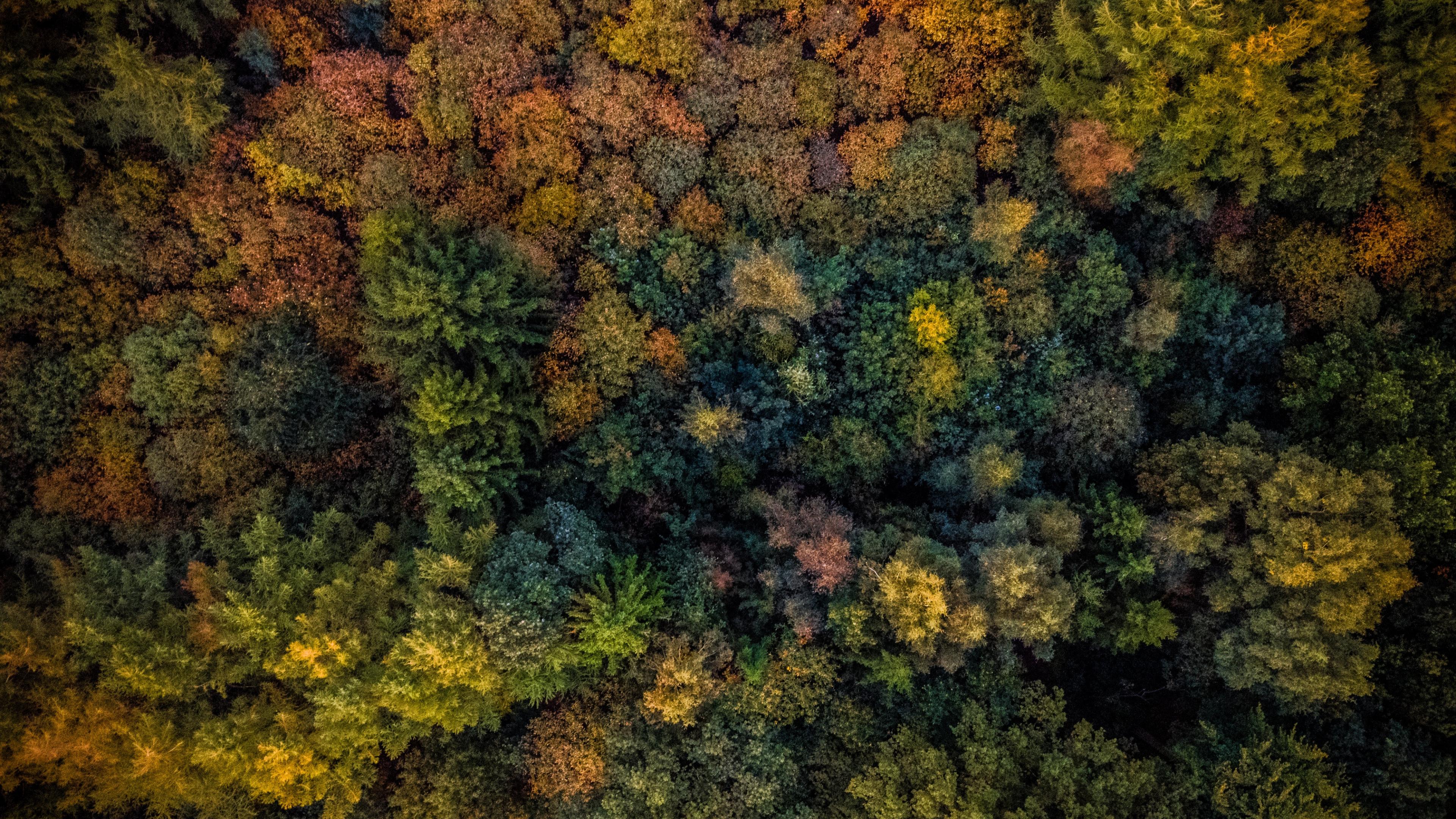 Forest Landscape Hd Aerial View Wallpapers