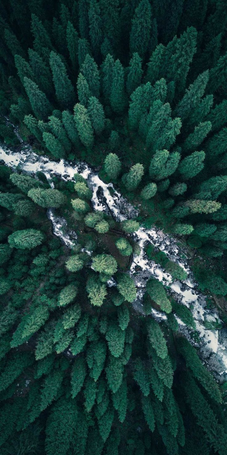 Forest Landscape Hd Aerial View Wallpapers