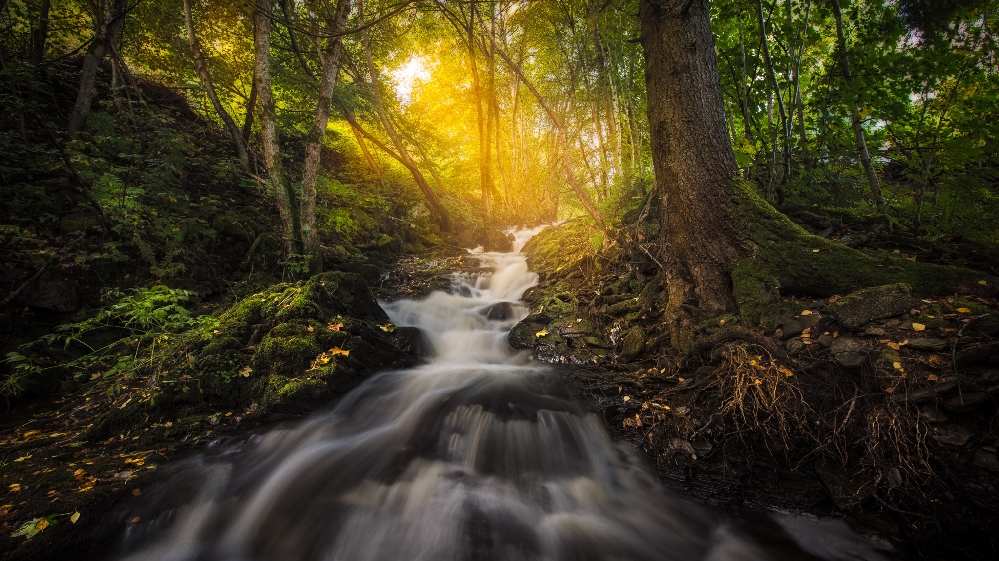 Forest Nature Sunbeam Trees Reflection Wallpapers