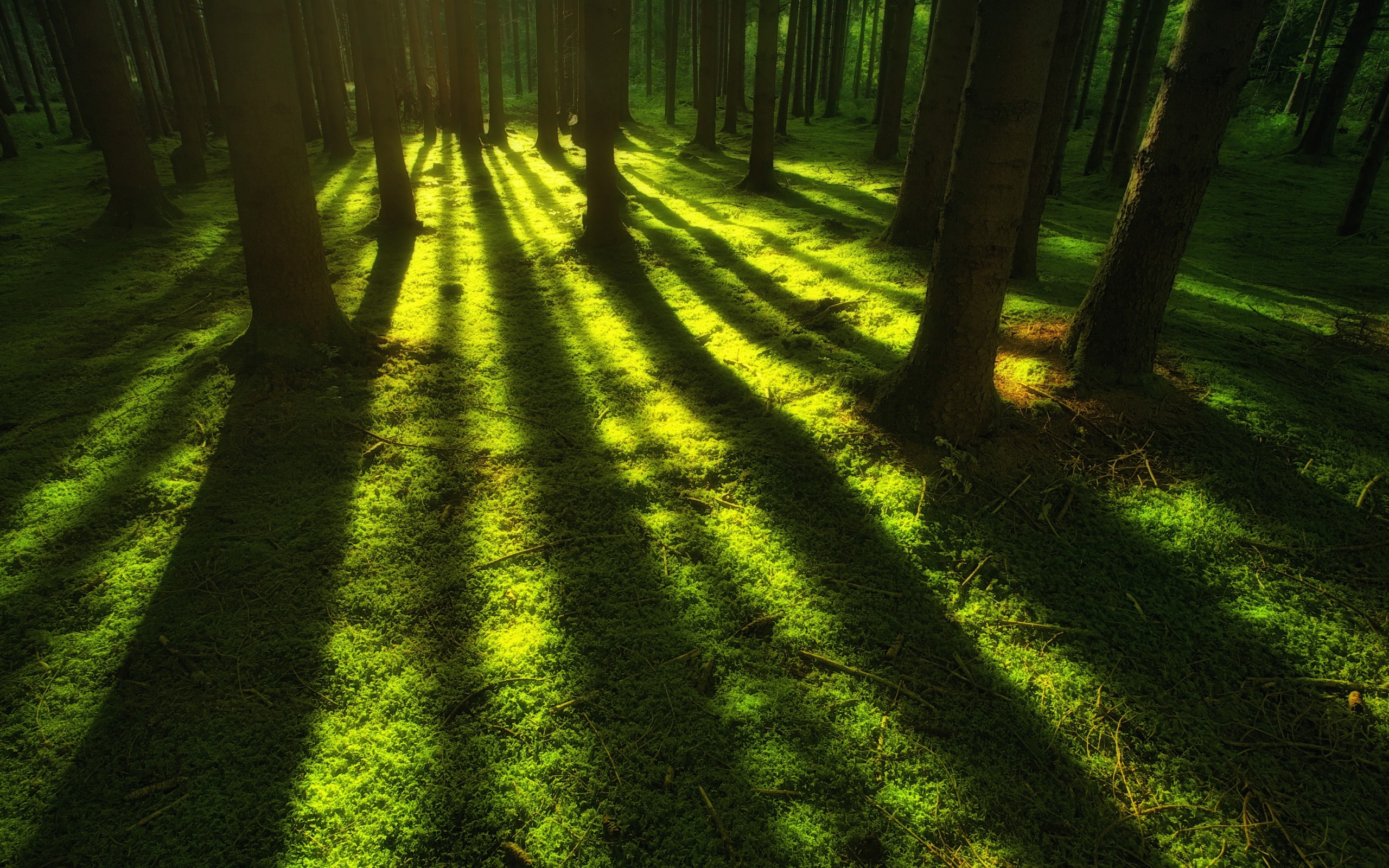 Forest Nature Sunbeam Trees Reflection Wallpapers