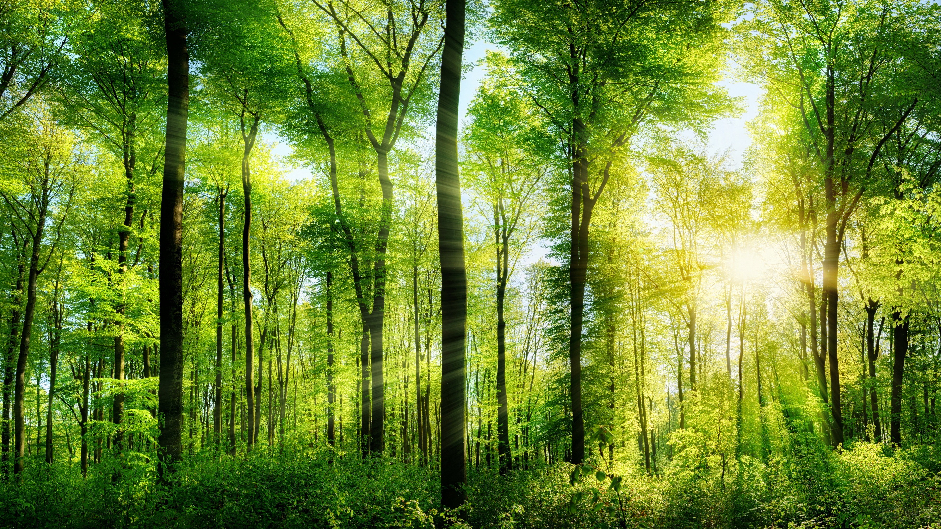 Forest Nature Sunbeam Trees Reflection Wallpapers