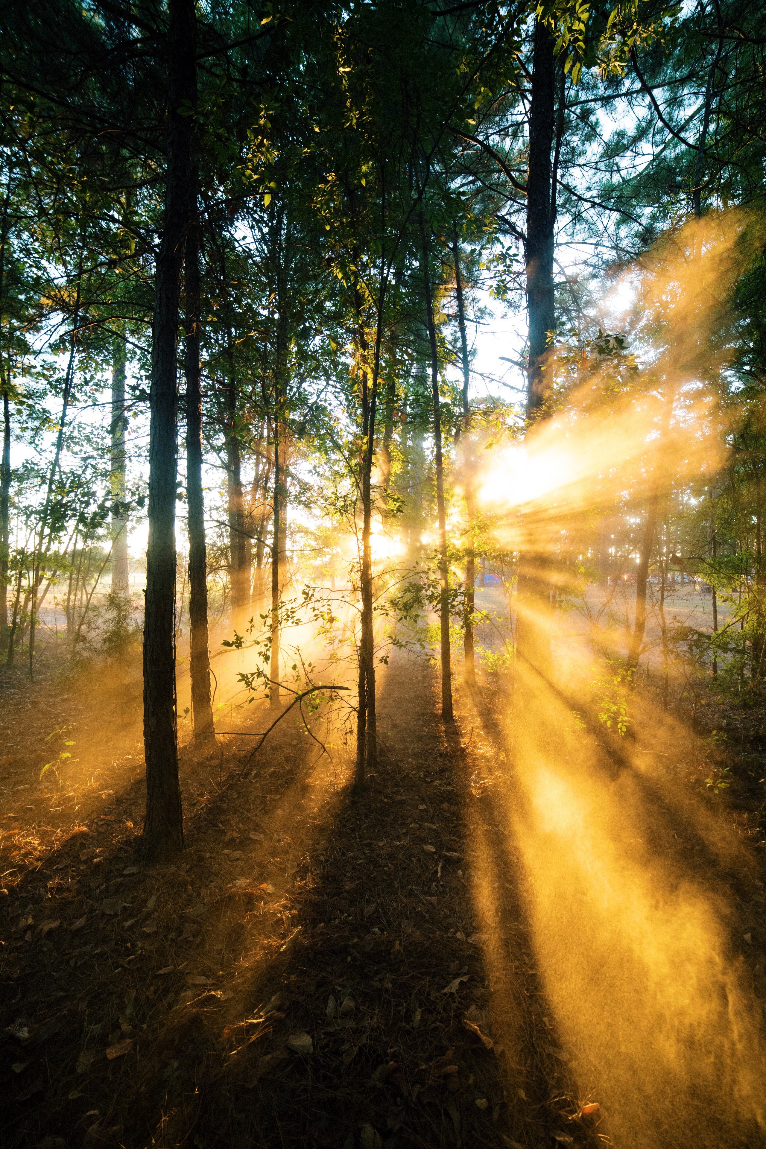 Forest Nature Sunbeam Trees Reflection Wallpapers