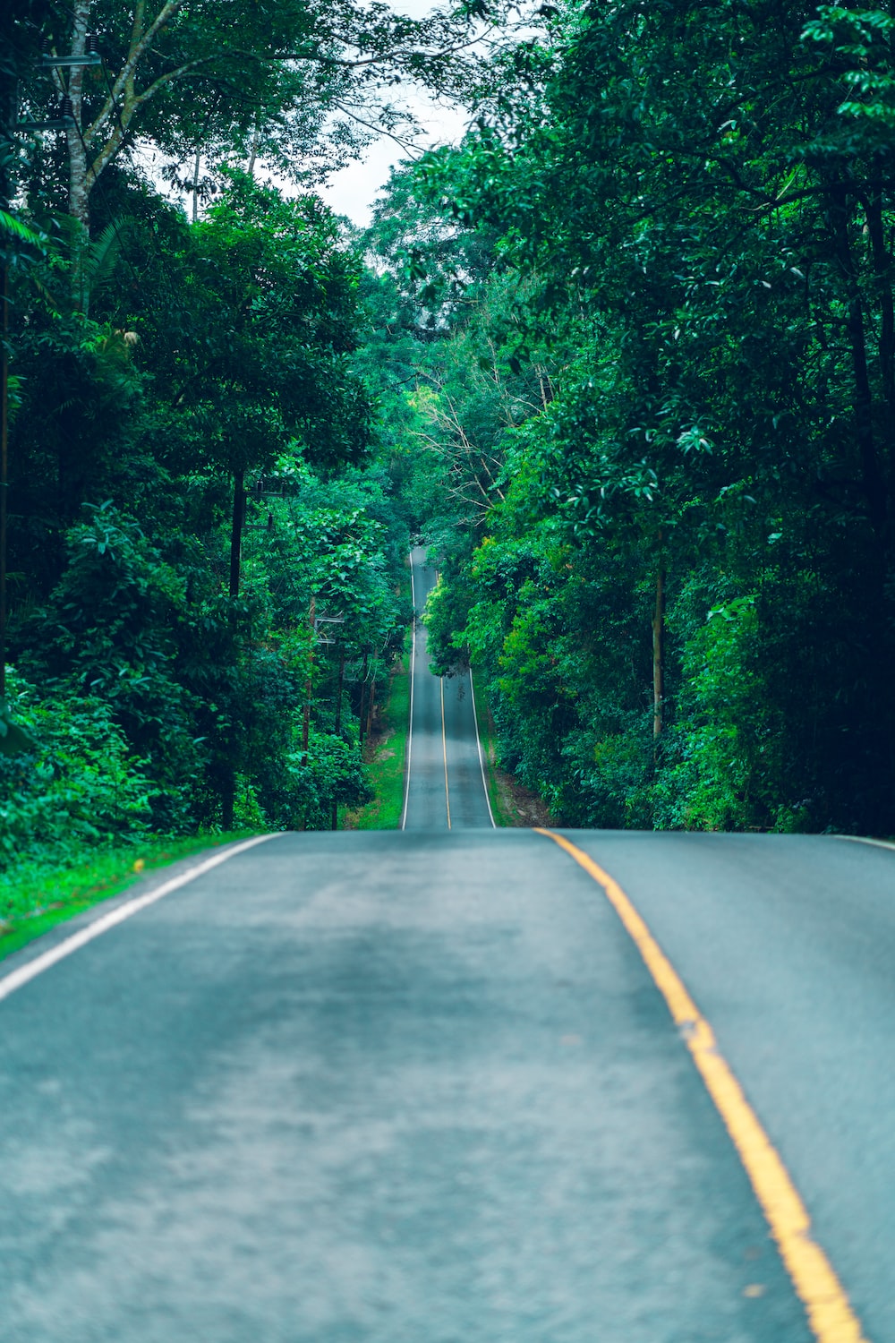 Forest Road Photography Aerial 4K Wallpapers