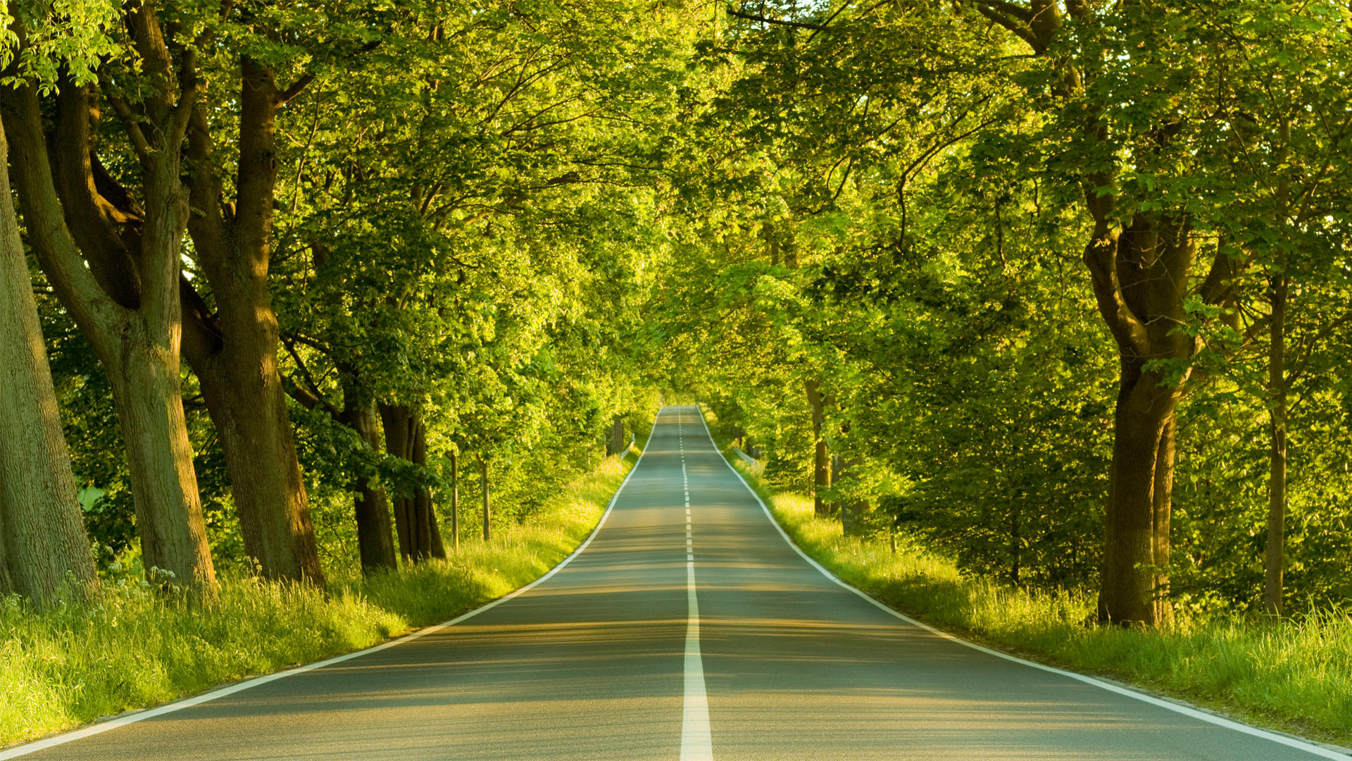 Forest Road Photography Aerial 4K Wallpapers