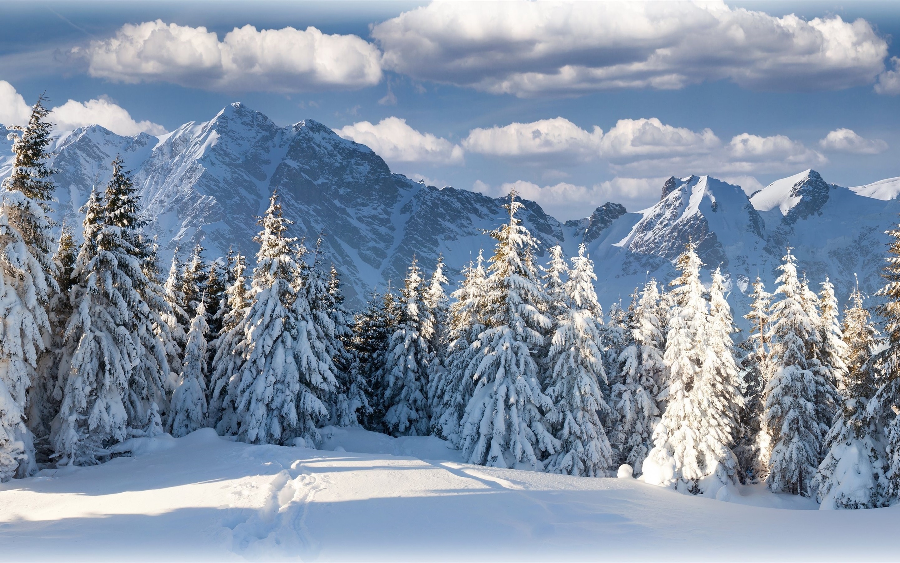 Forest Snowy Winter Mountains Wallpapers