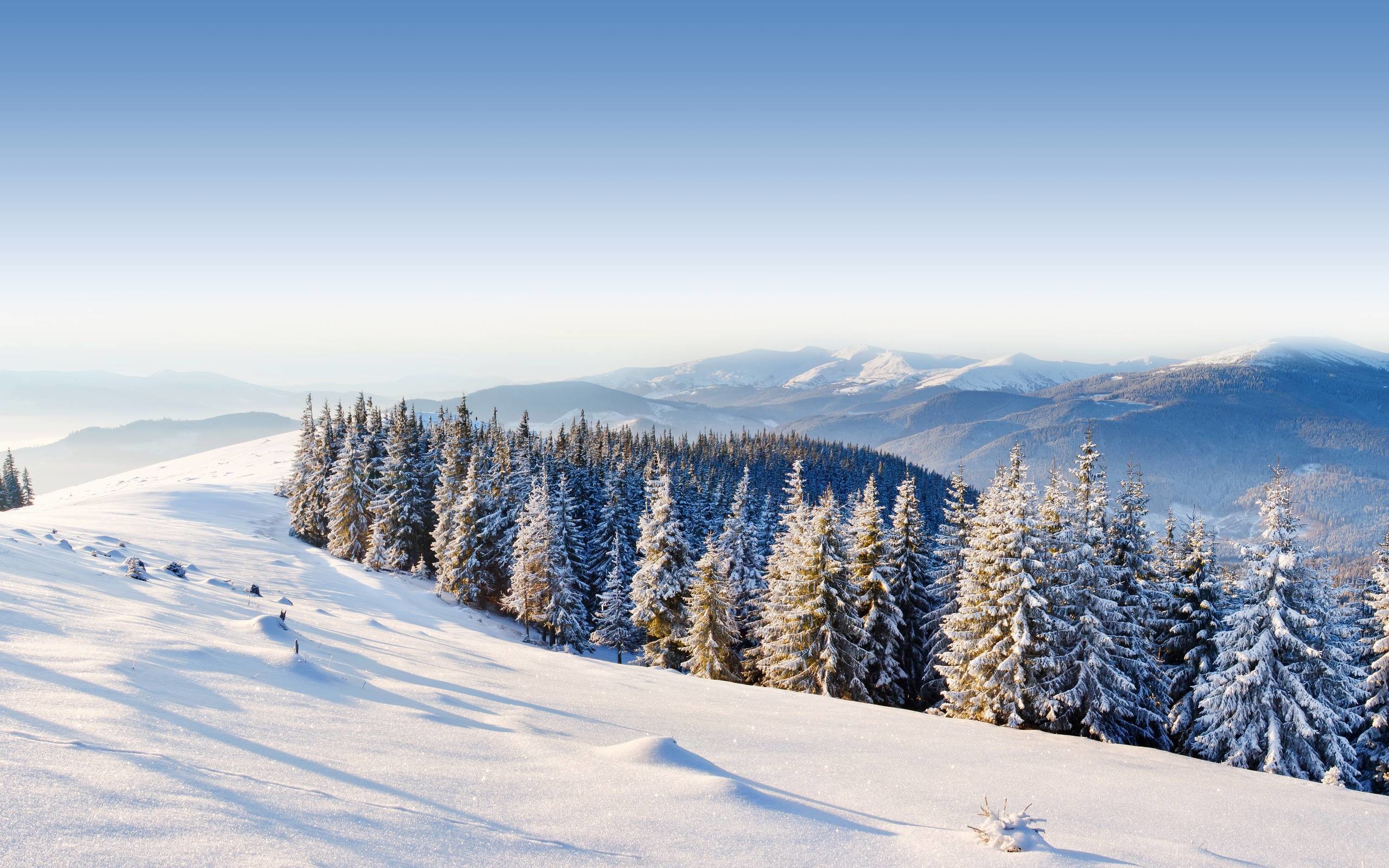 Forest Snowy Winter Mountains Wallpapers