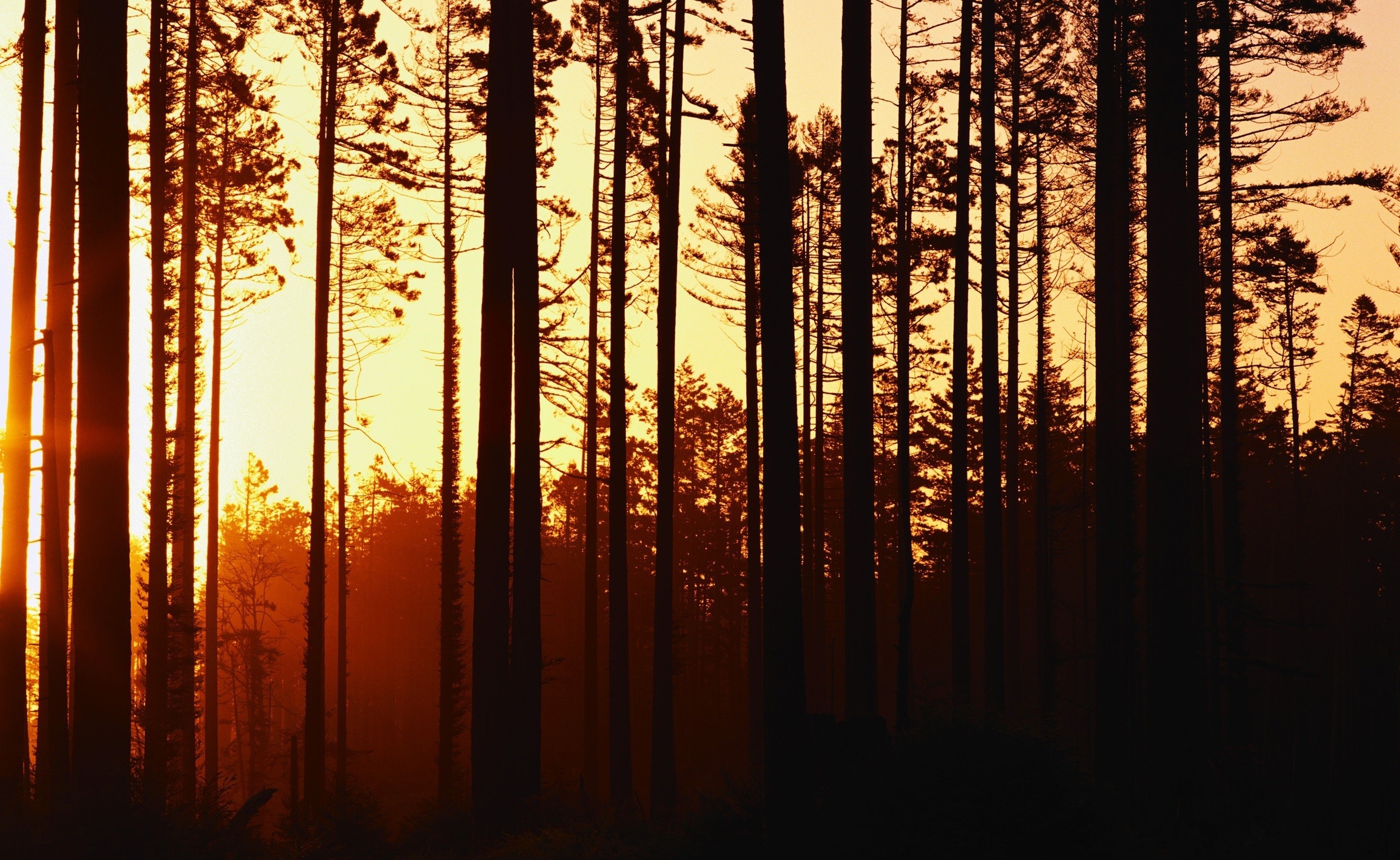 Forest Sunset Wallpapers