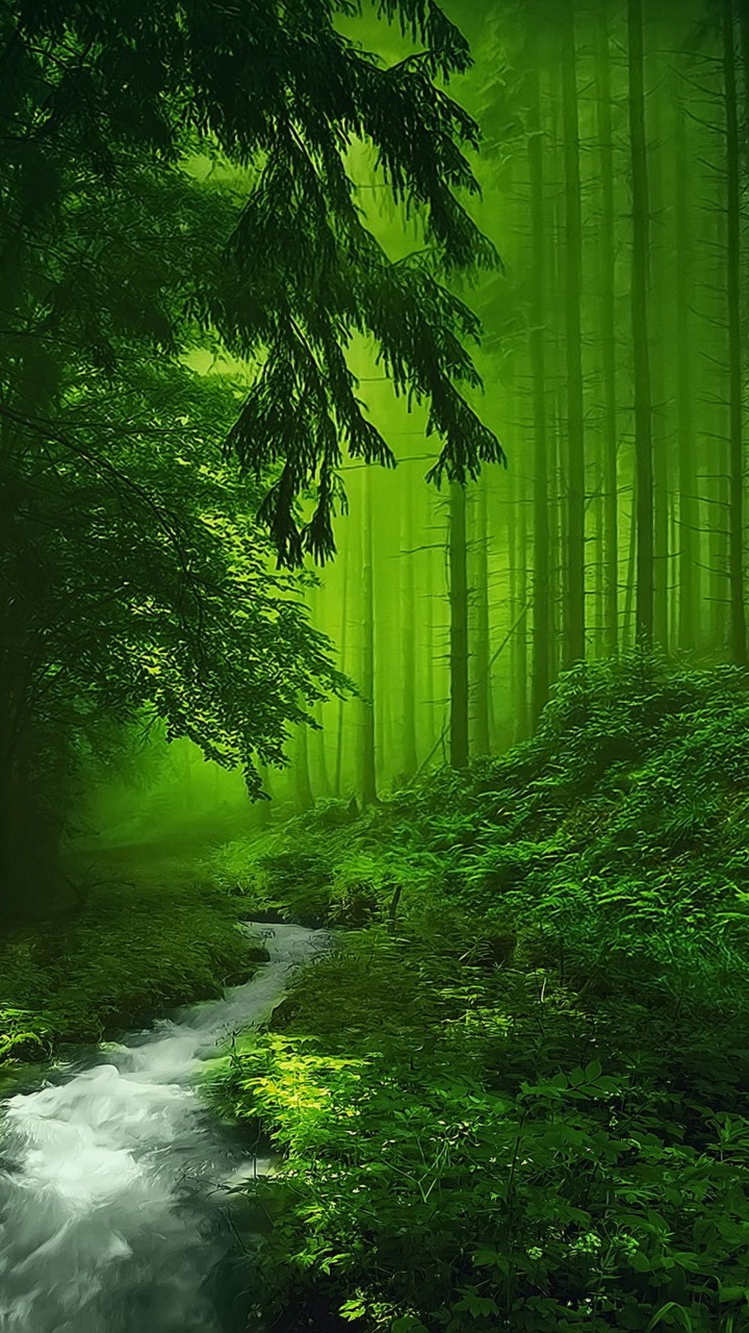 Forests Beautiful Landscape Wallpapers