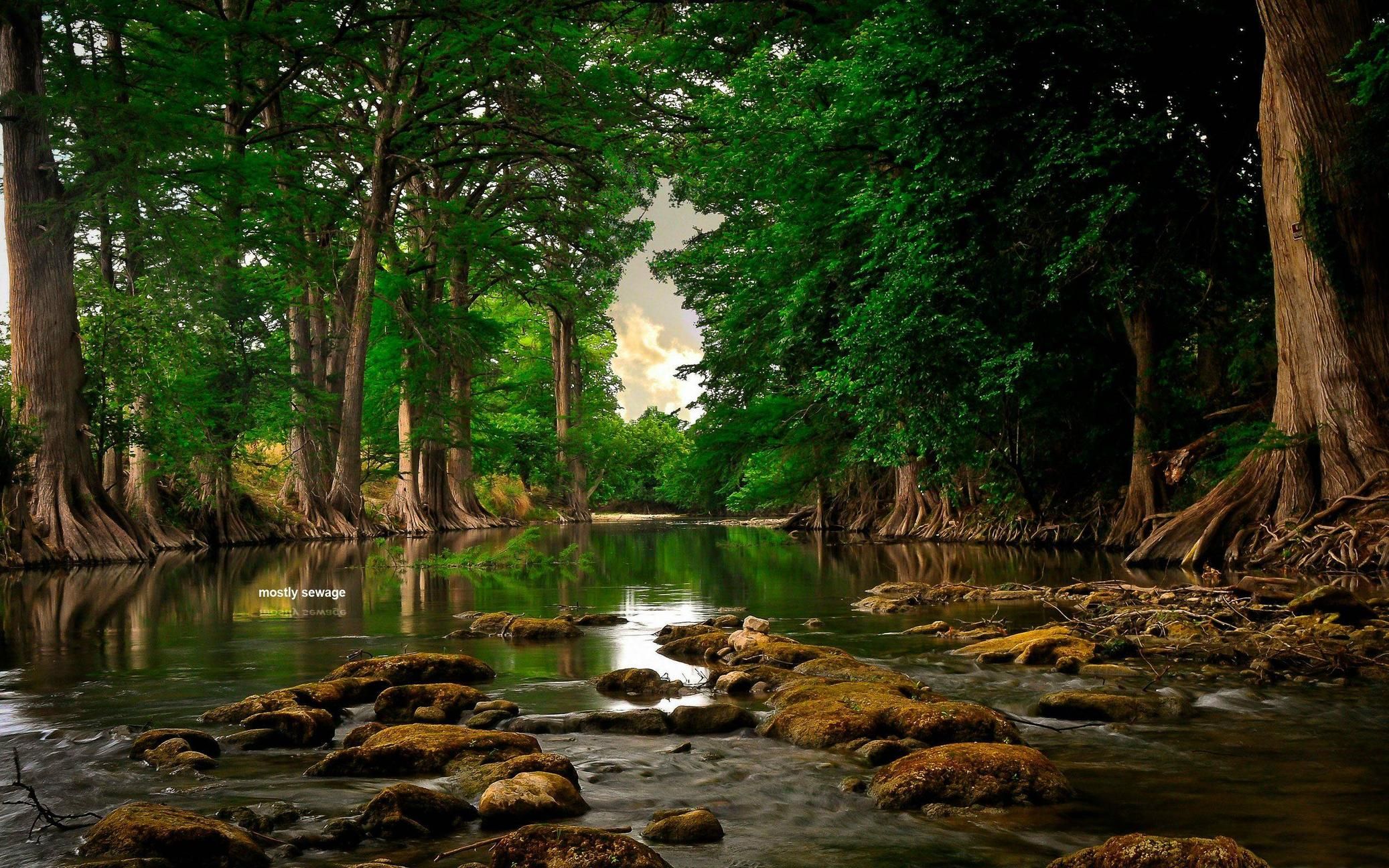 Forests Beautiful Landscape Wallpapers