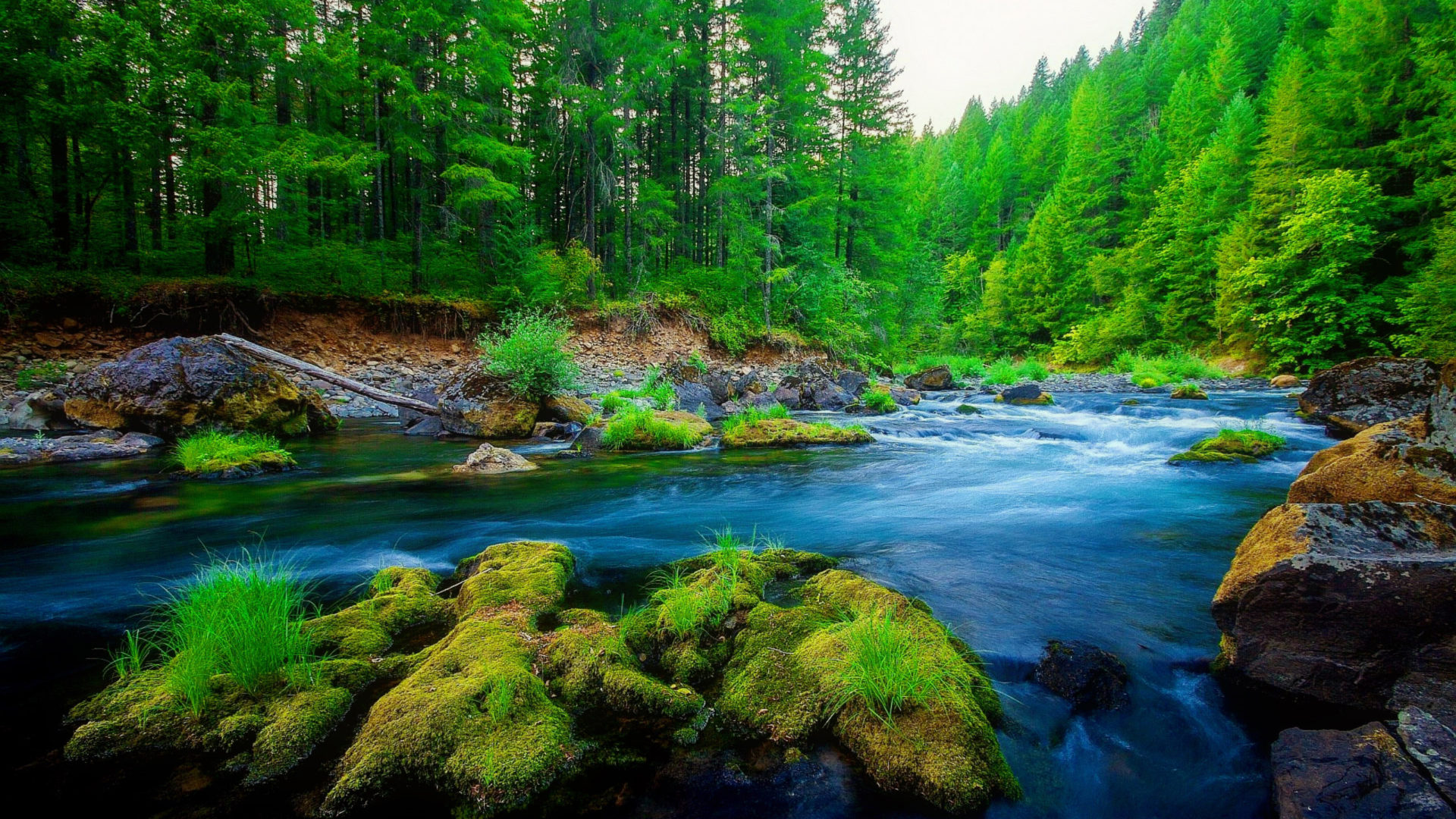 Forests Beautiful Landscape Wallpapers