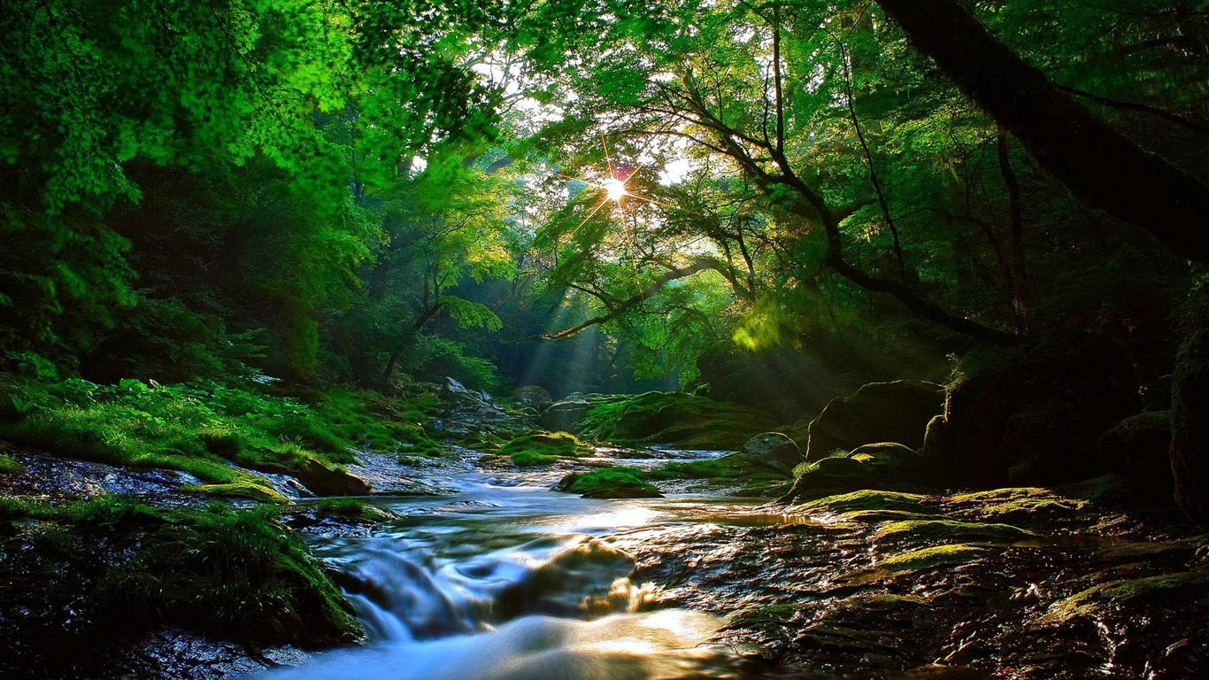 Forests Beautiful Landscape Wallpapers