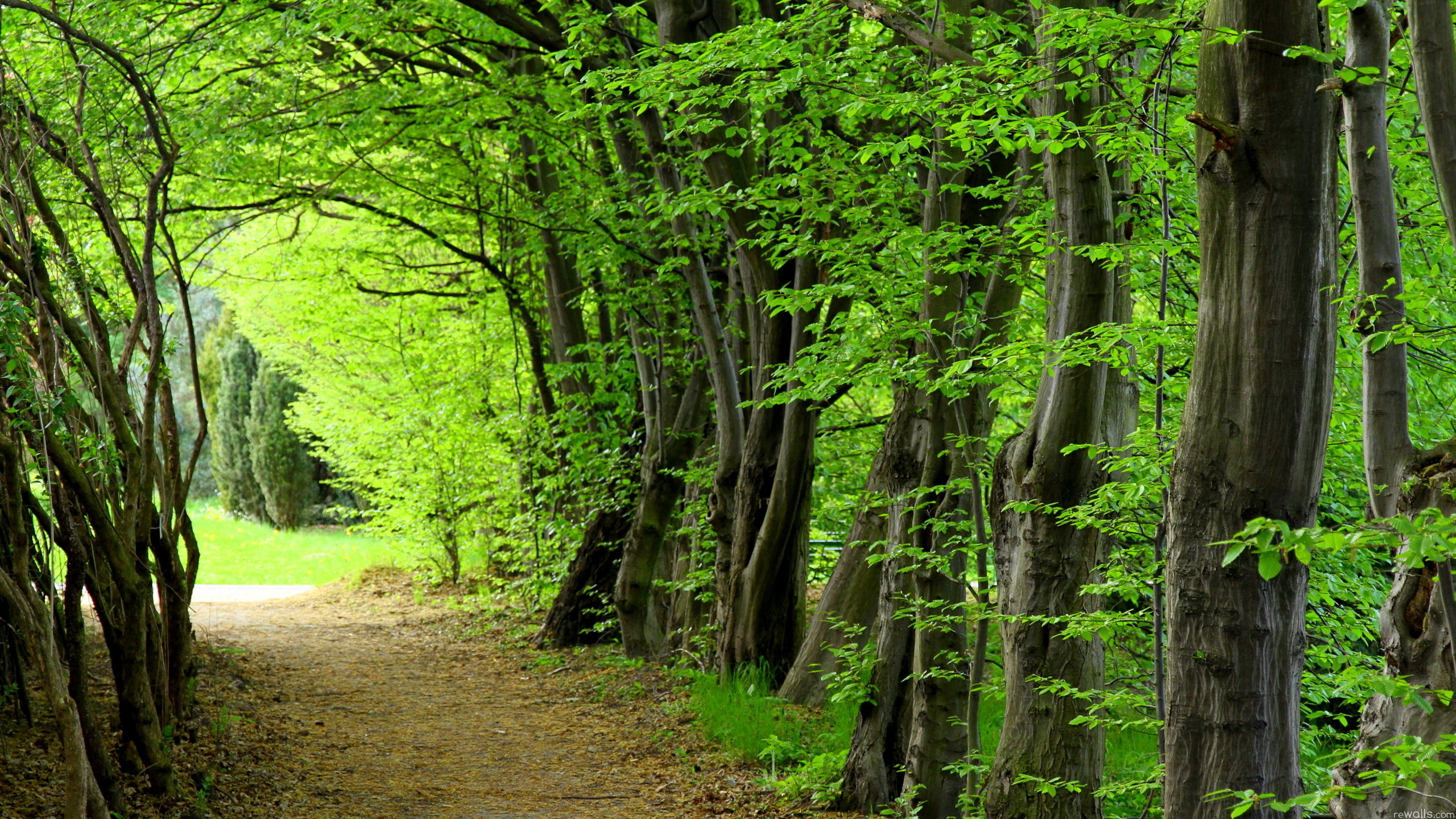 Forests Beautiful Landscape Wallpapers