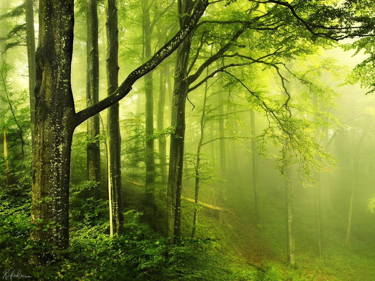 Forests Beautiful Landscape Wallpapers