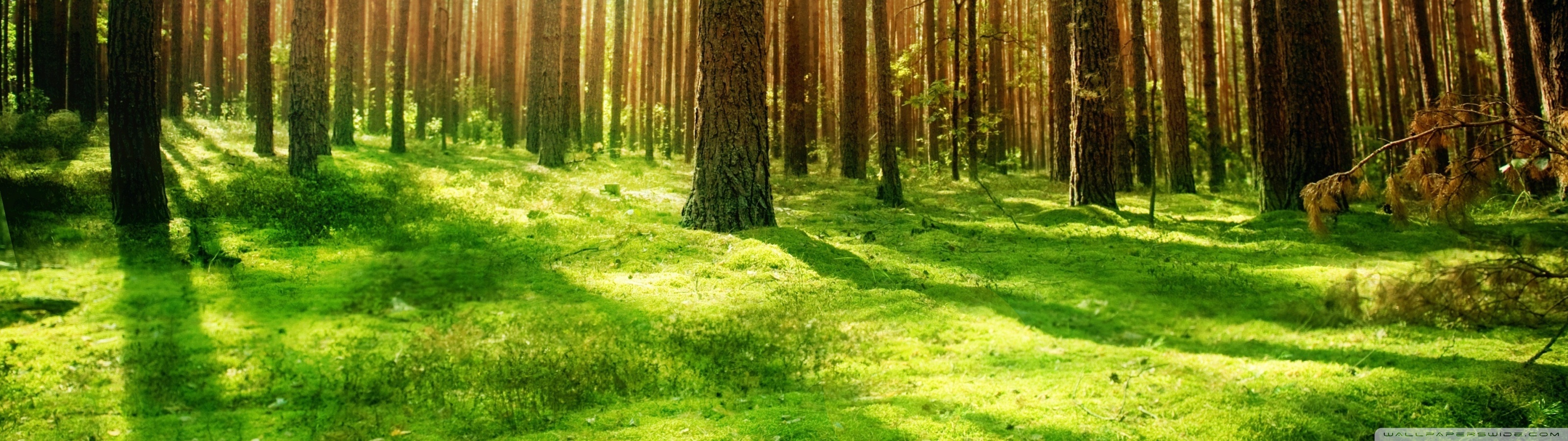 Forests Beautiful Landscape Wallpapers