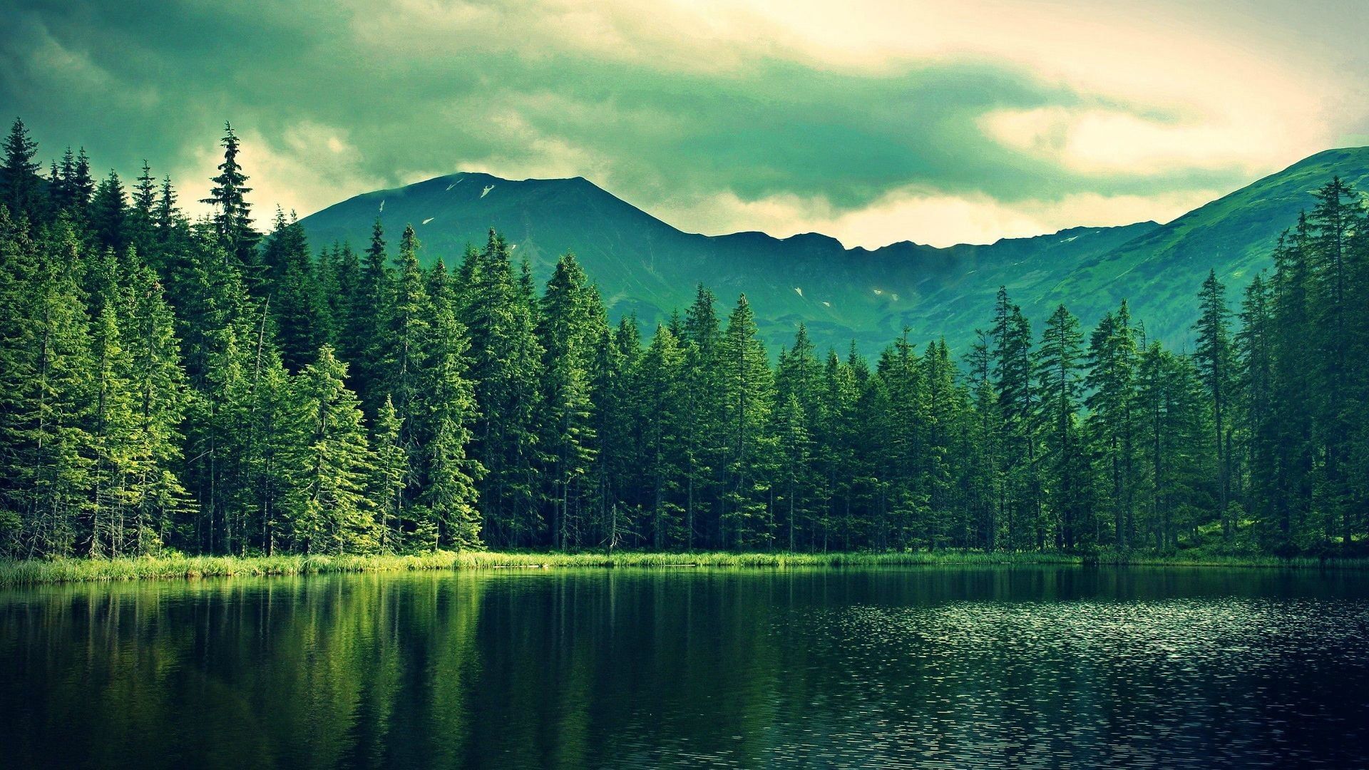 Forests Beautiful Landscape Wallpapers