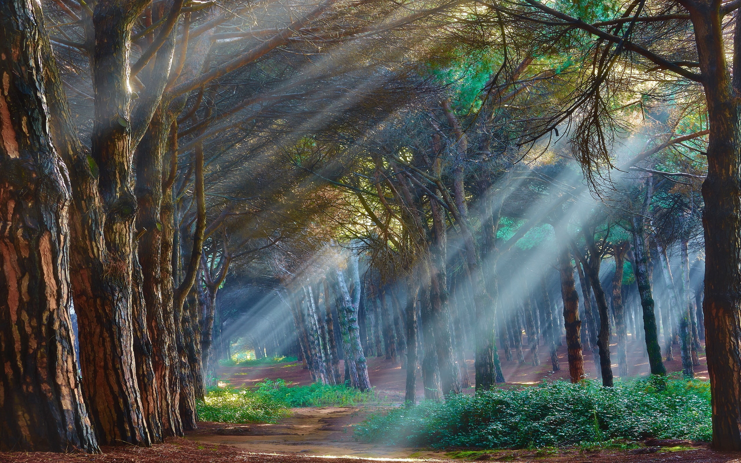 Forests Roads Rays Of Light Wallpapers