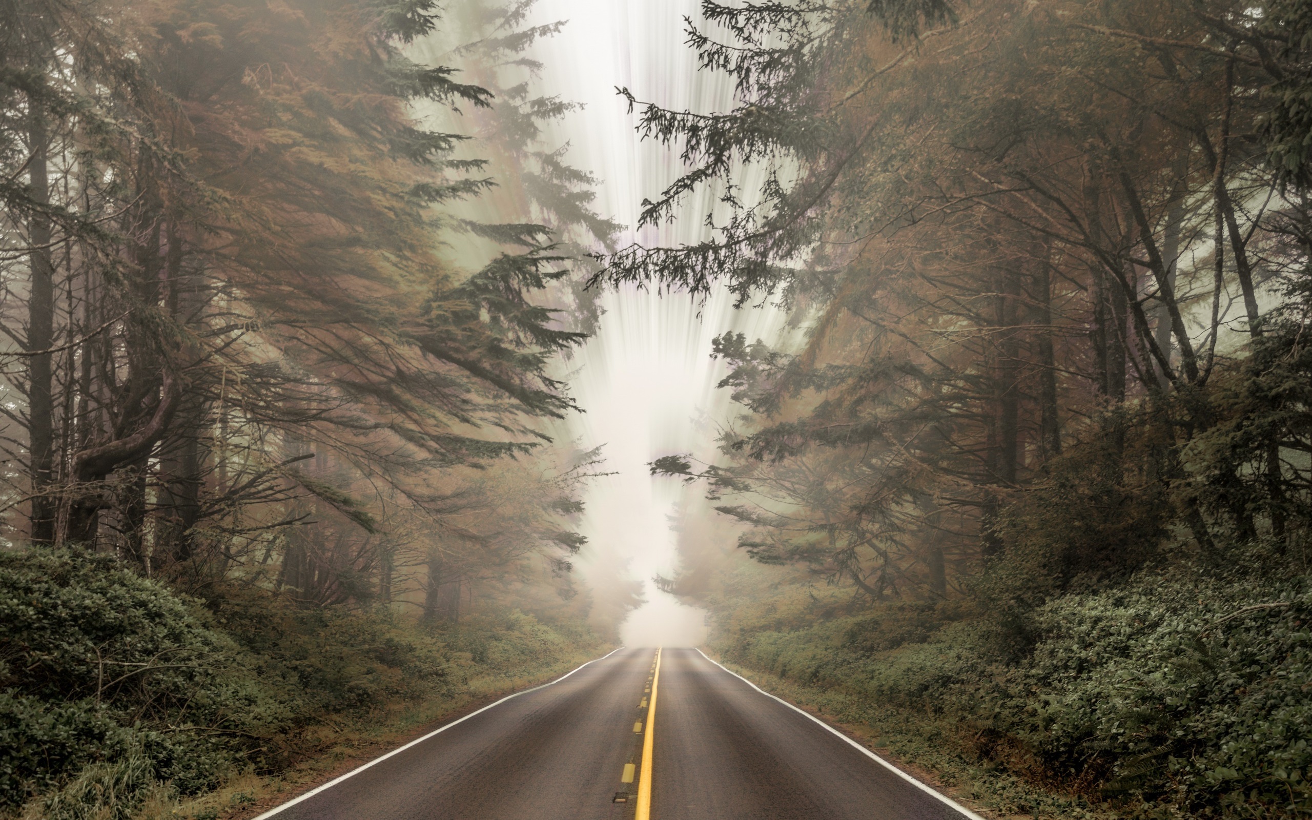 Forests Roads Rays Of Light Wallpapers