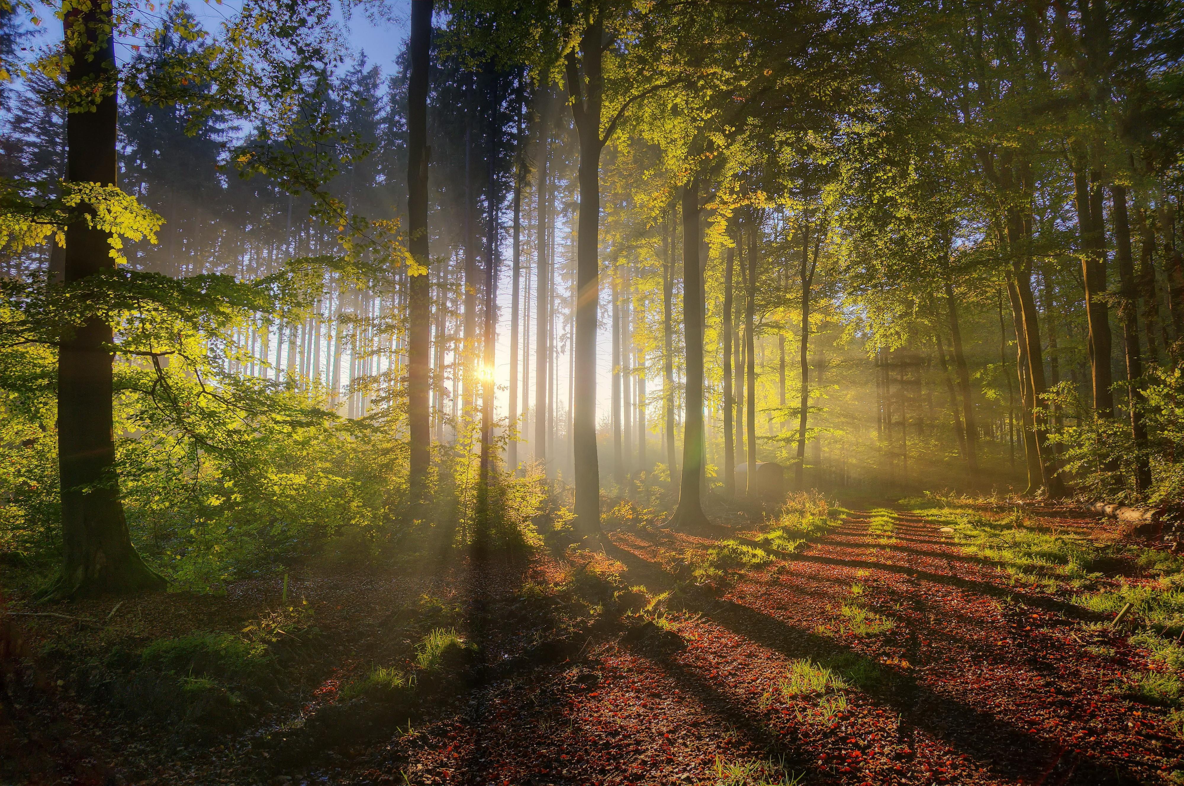 Forests Roads Rays Of Light Wallpapers