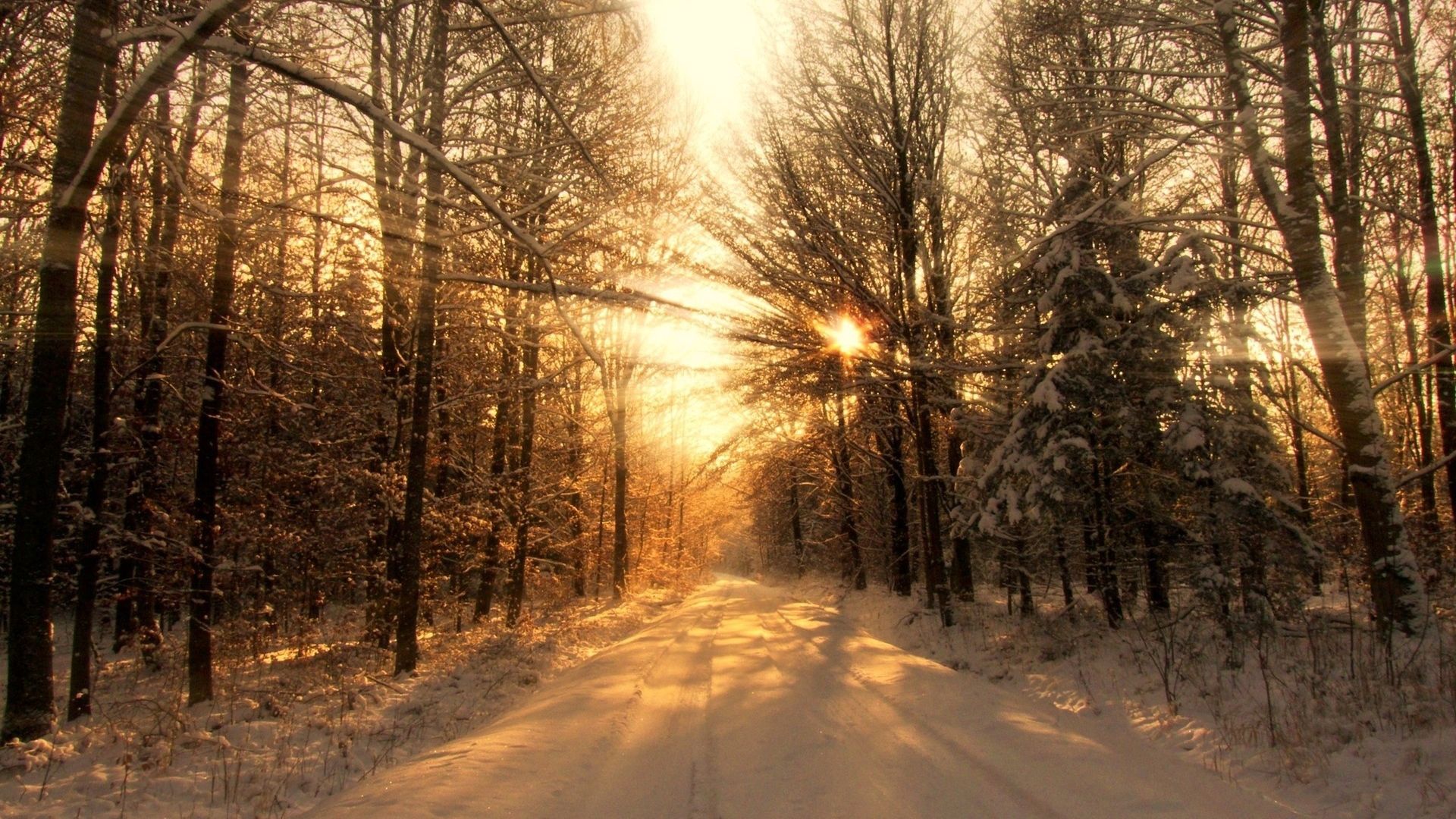 Forests Roads Rays Of Light Wallpapers