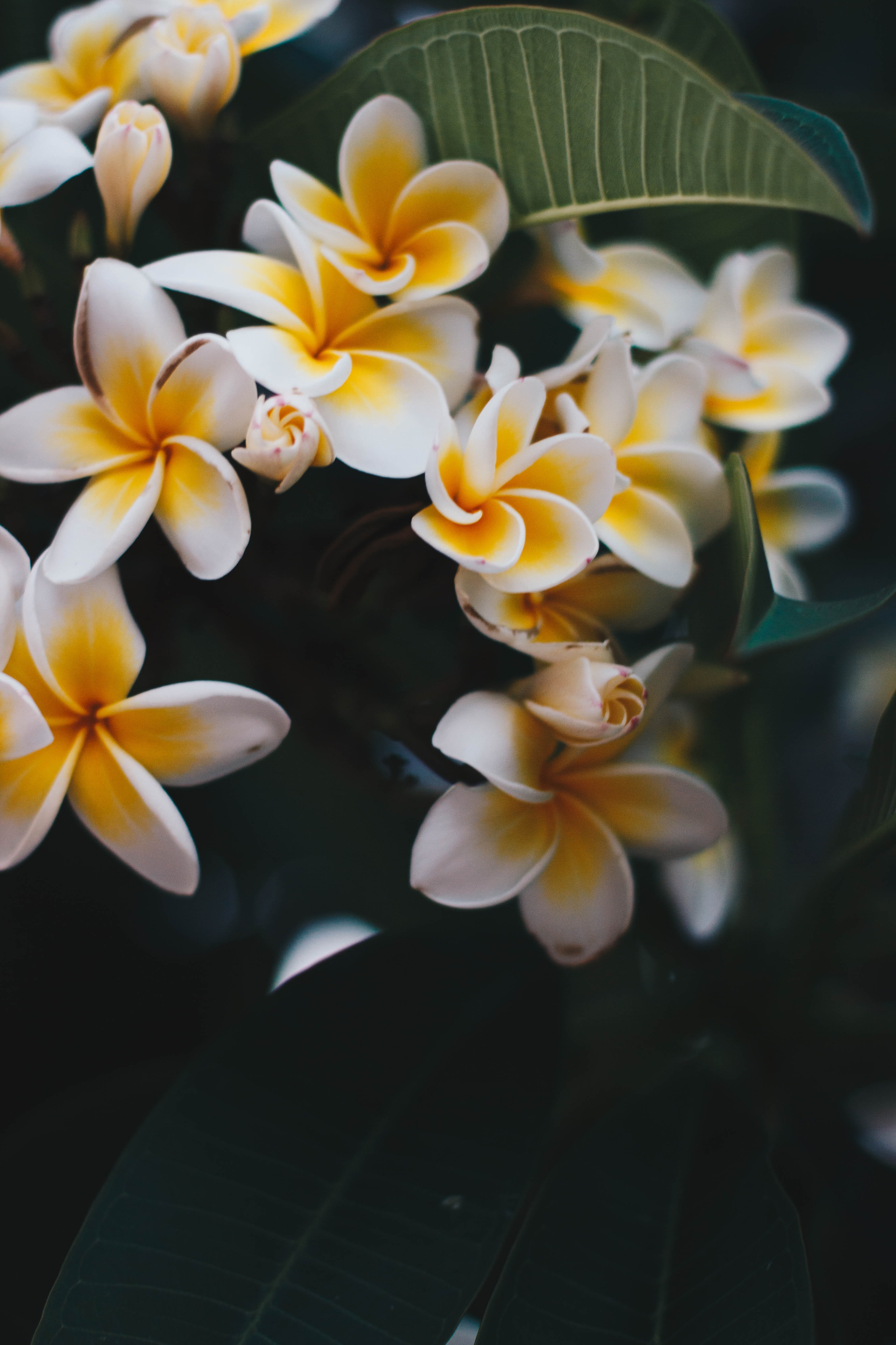 Frangipani Wallpapers