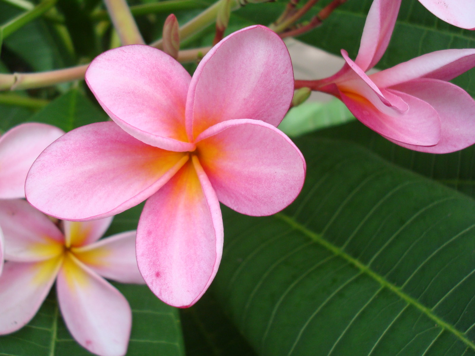 Frangipani Wallpapers