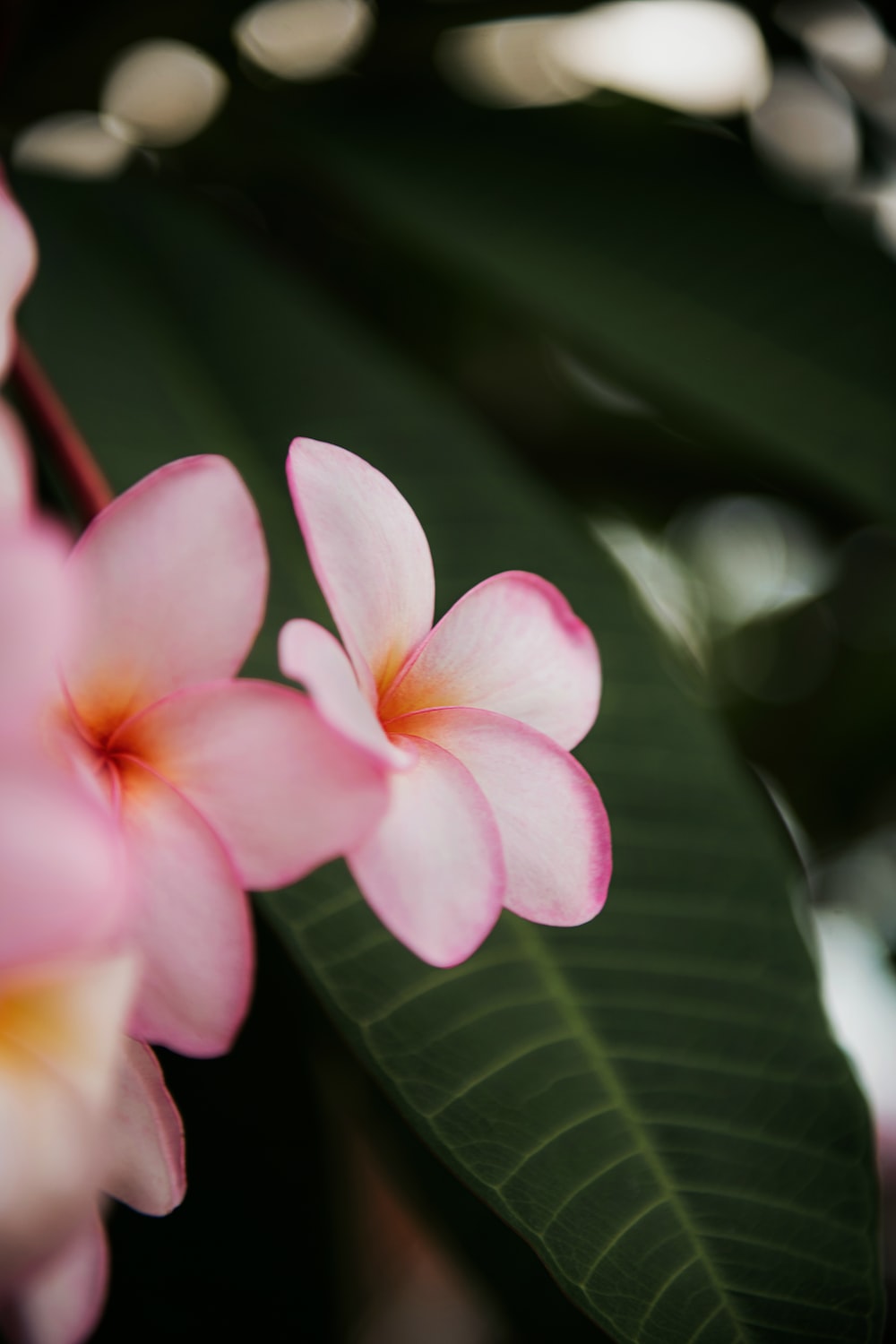 Frangipani Wallpapers