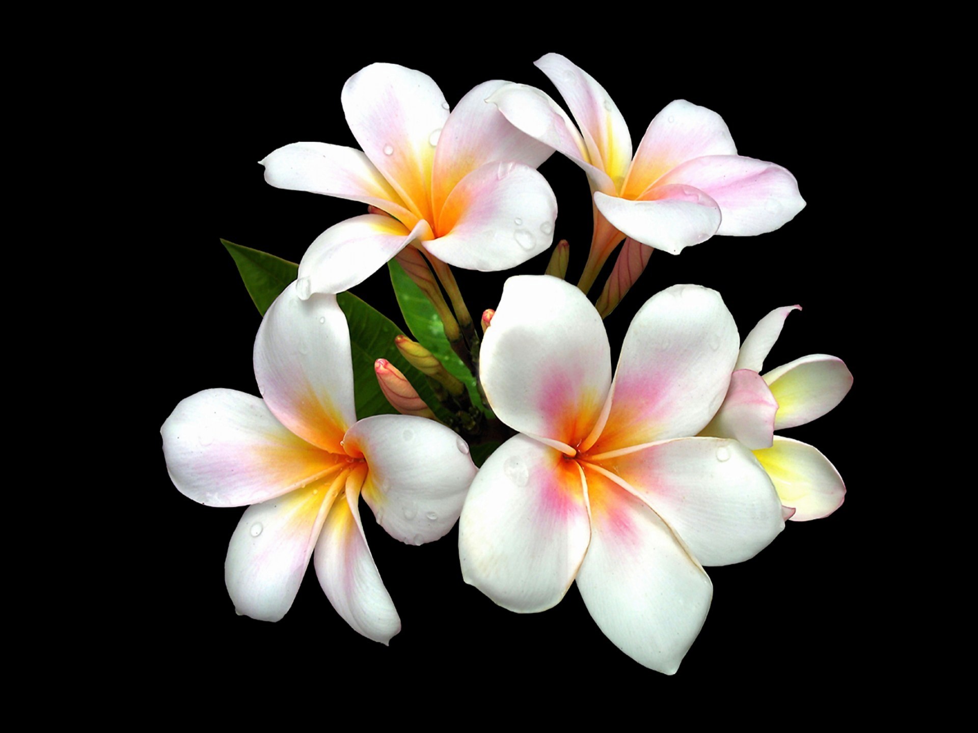 Frangipani Wallpapers