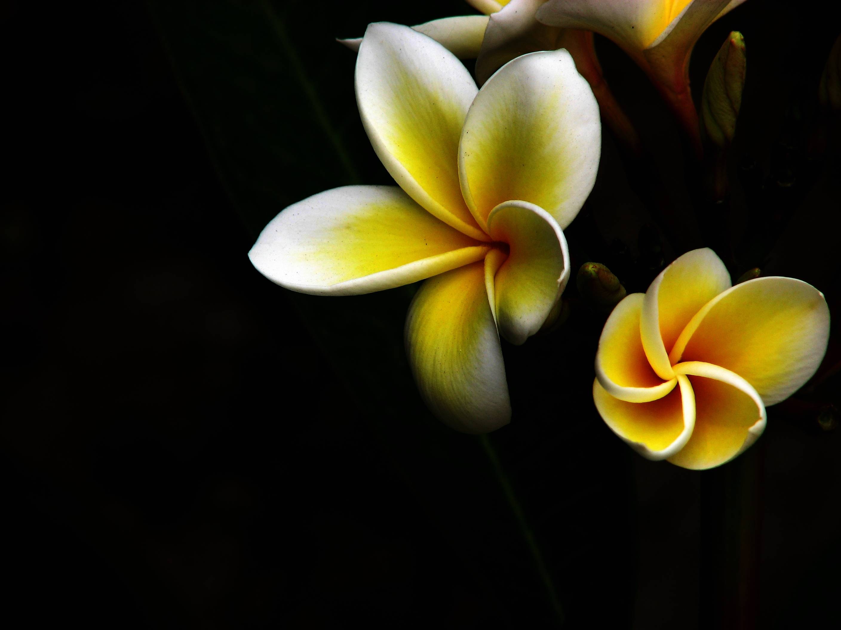 Frangipani Wallpapers