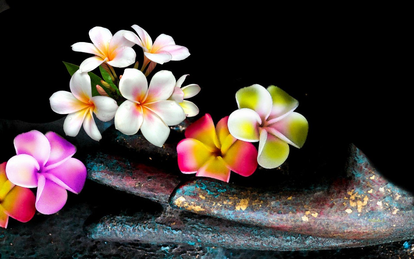 Frangipani Wallpapers