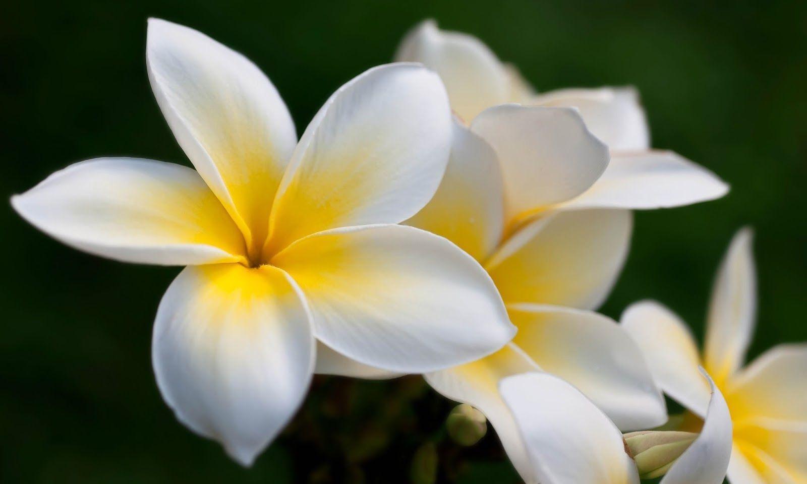 Frangipani Wallpapers