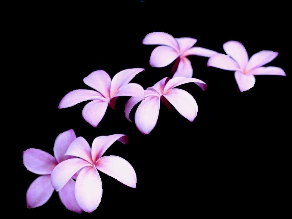 Frangipani Wallpapers