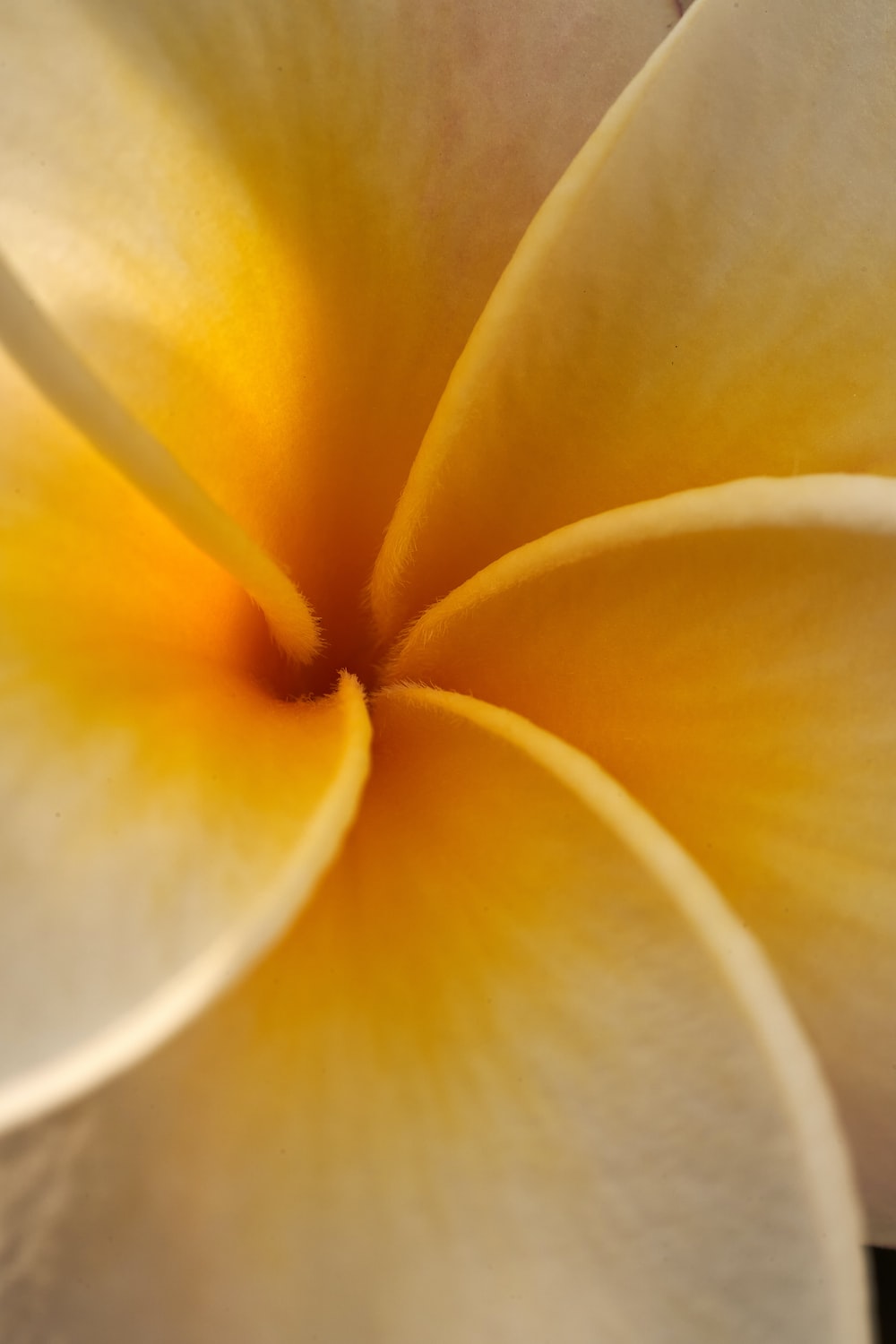 Frangipani Wallpapers