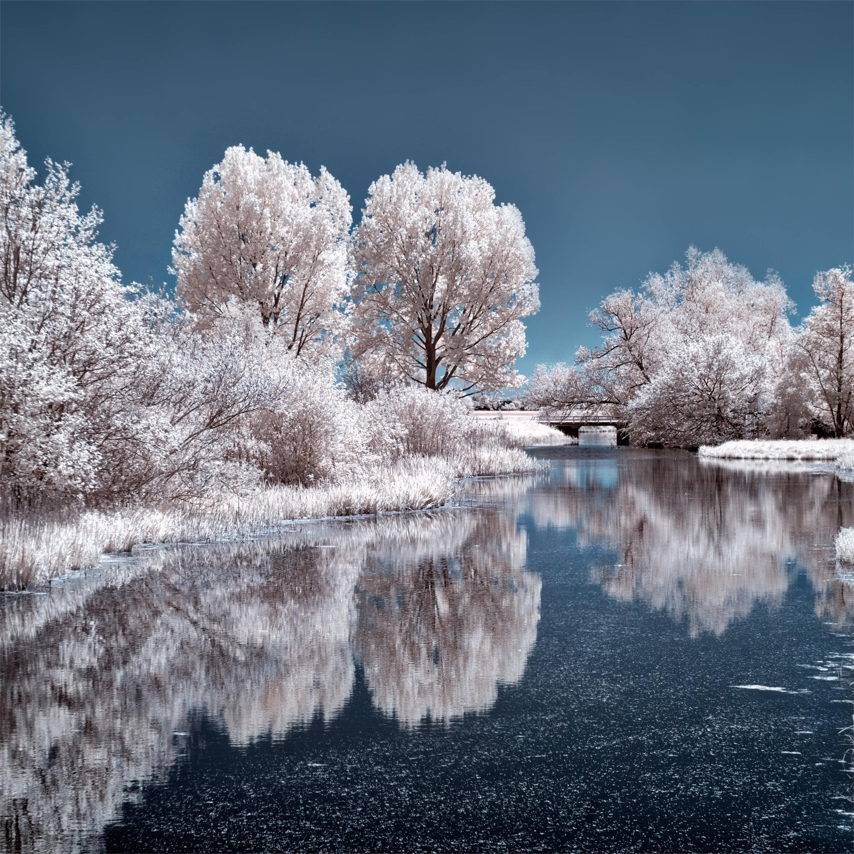 Frost Trees In Winter Snow 4K Wallpapers