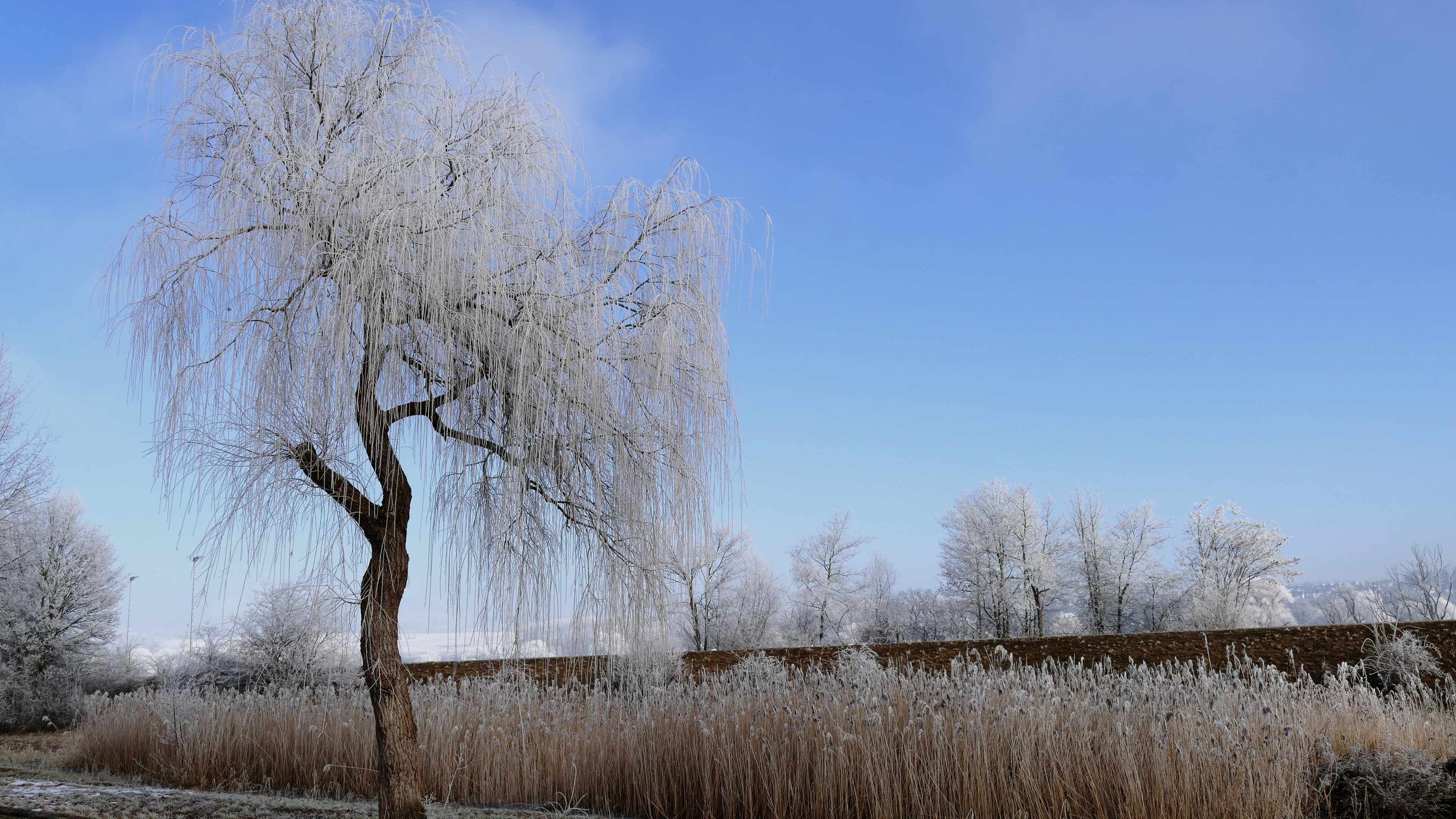 Frost Trees In Winter Snow 4K Wallpapers