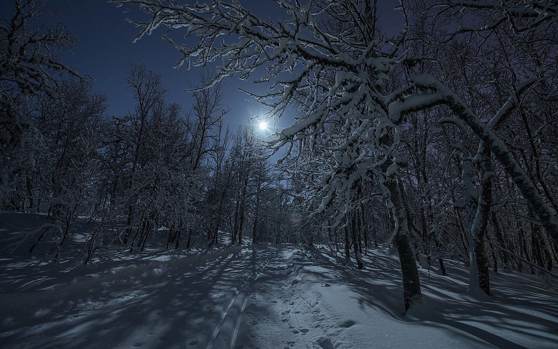 Full Moon Over Winter Forest Wallpapers