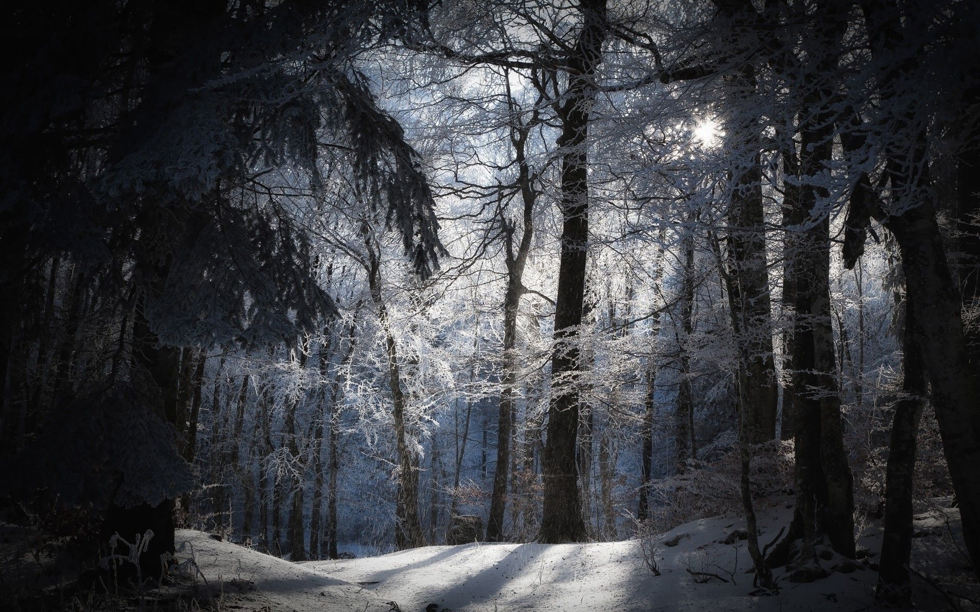 Full Moon Over Winter Forest Wallpapers