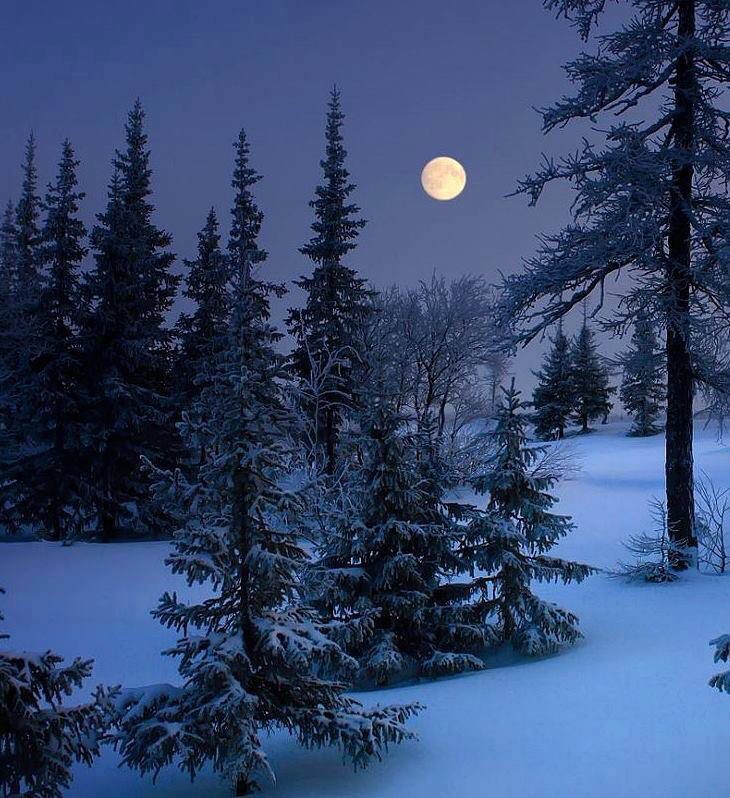 Full Moon Over Winter Forest Wallpapers