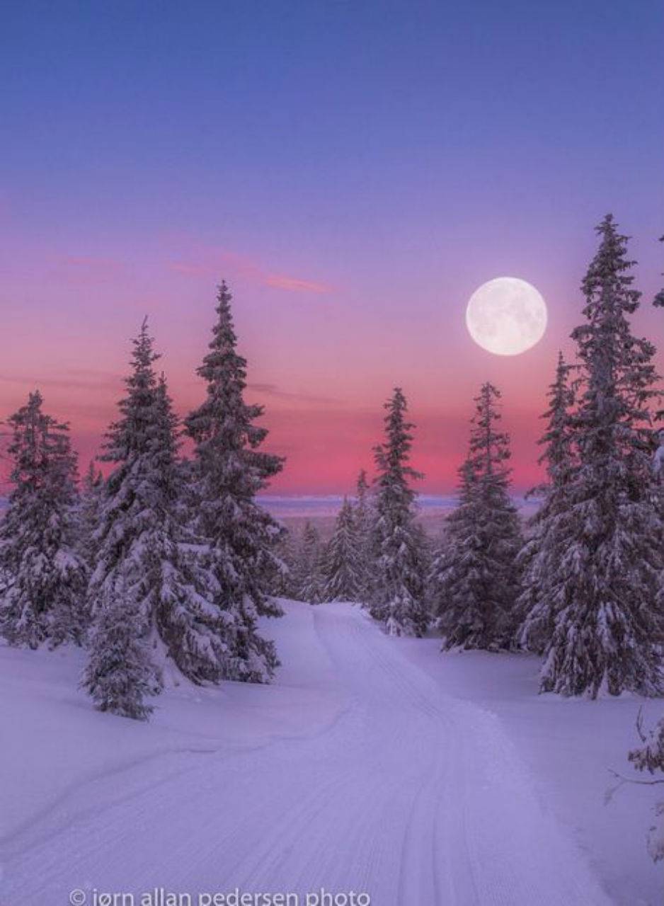 Full Moon Over Winter Forest Wallpapers