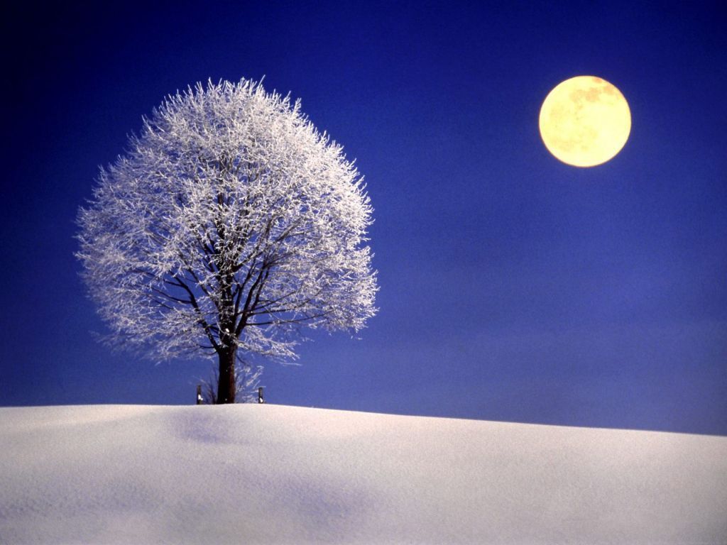 Full Moon Over Winter Forest Wallpapers