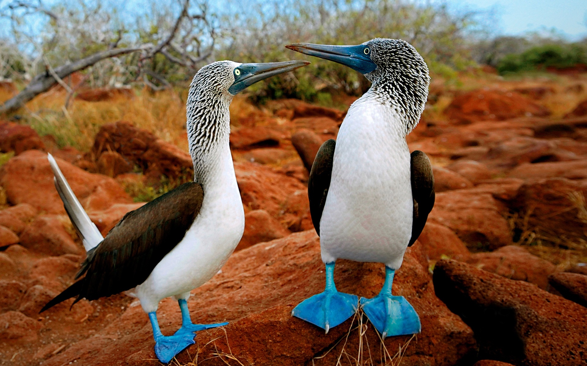 Galapagos Islands Wallpapers