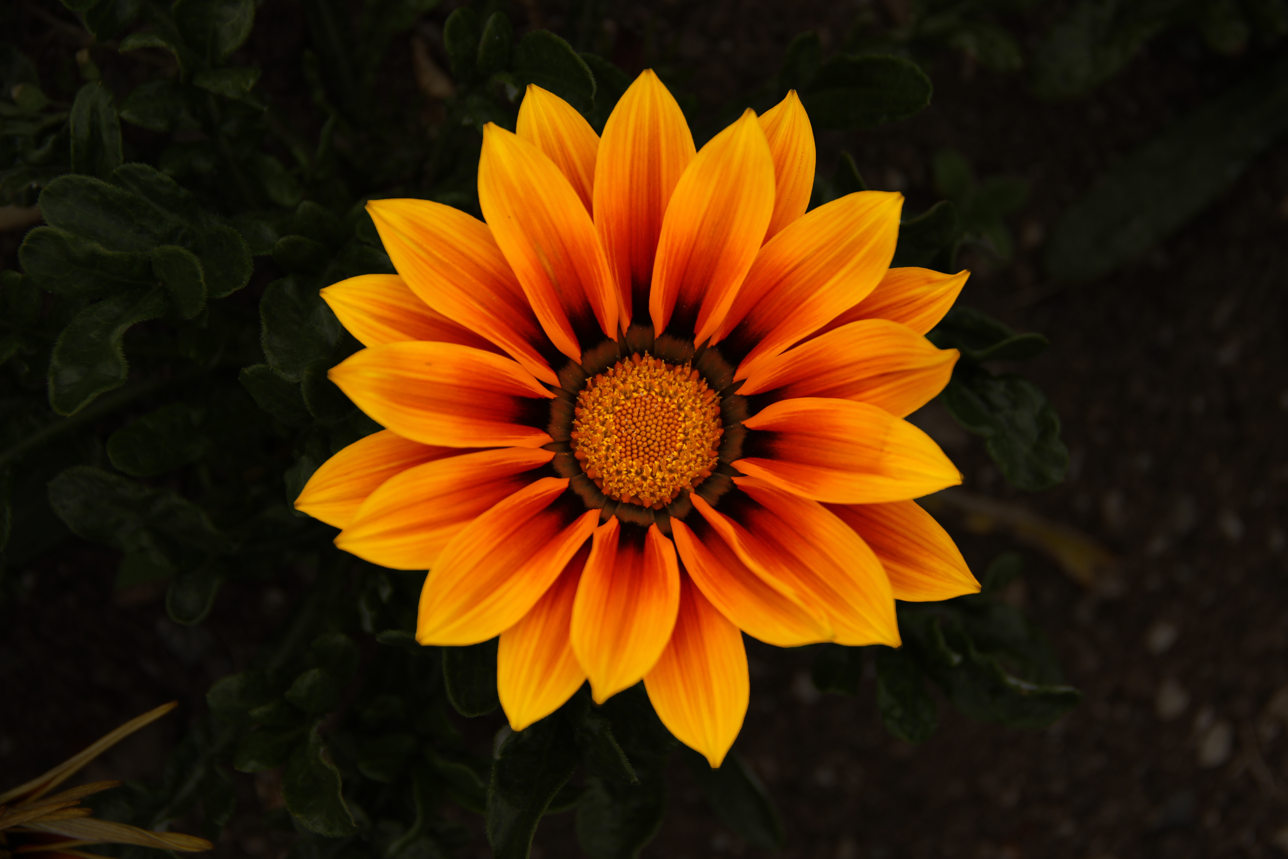 Gazania Wallpapers