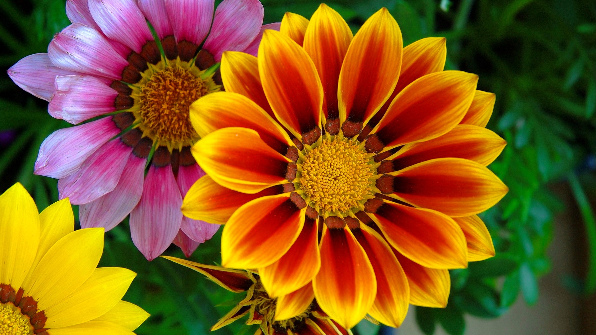 Gazania Wallpapers