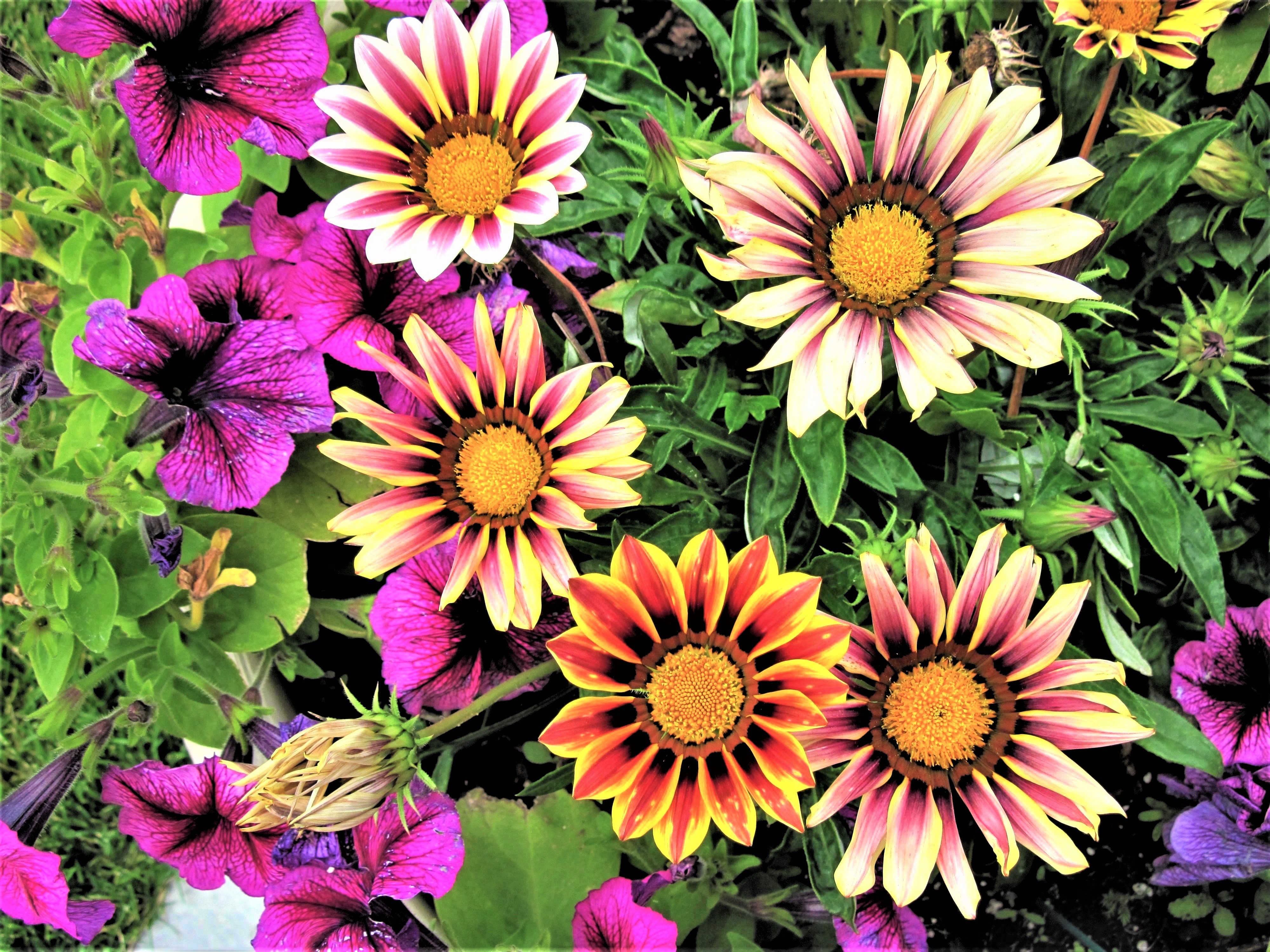 Gazania Wallpapers